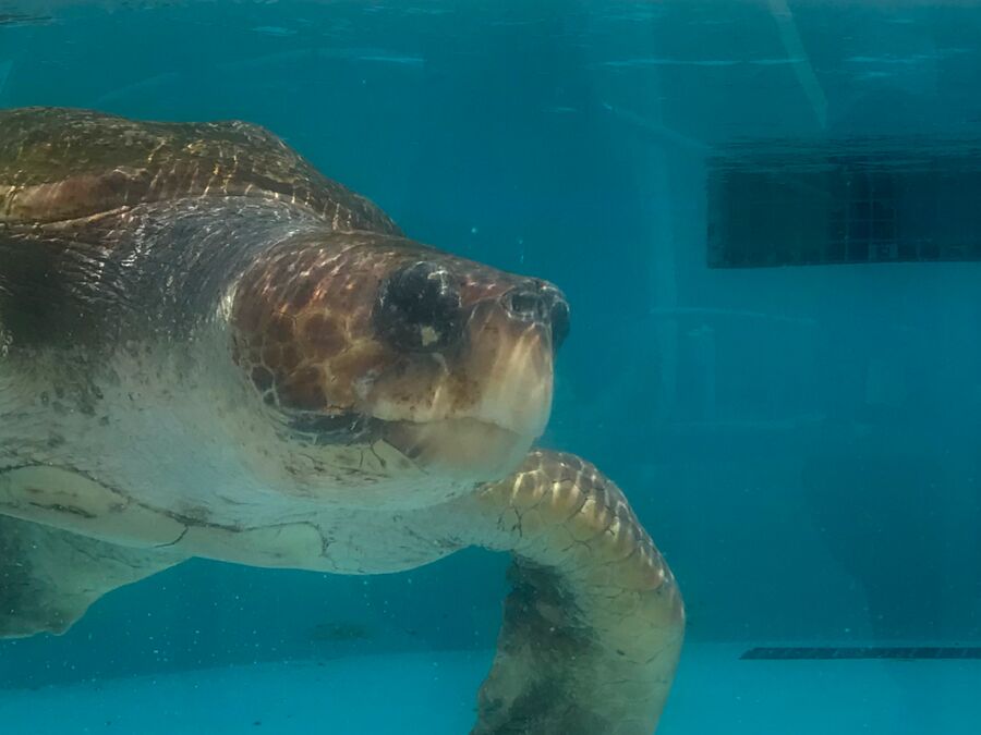 Niedliche Schildkröten entdecken im Loggerhead Marinelife Center in Juno Beach in Florida