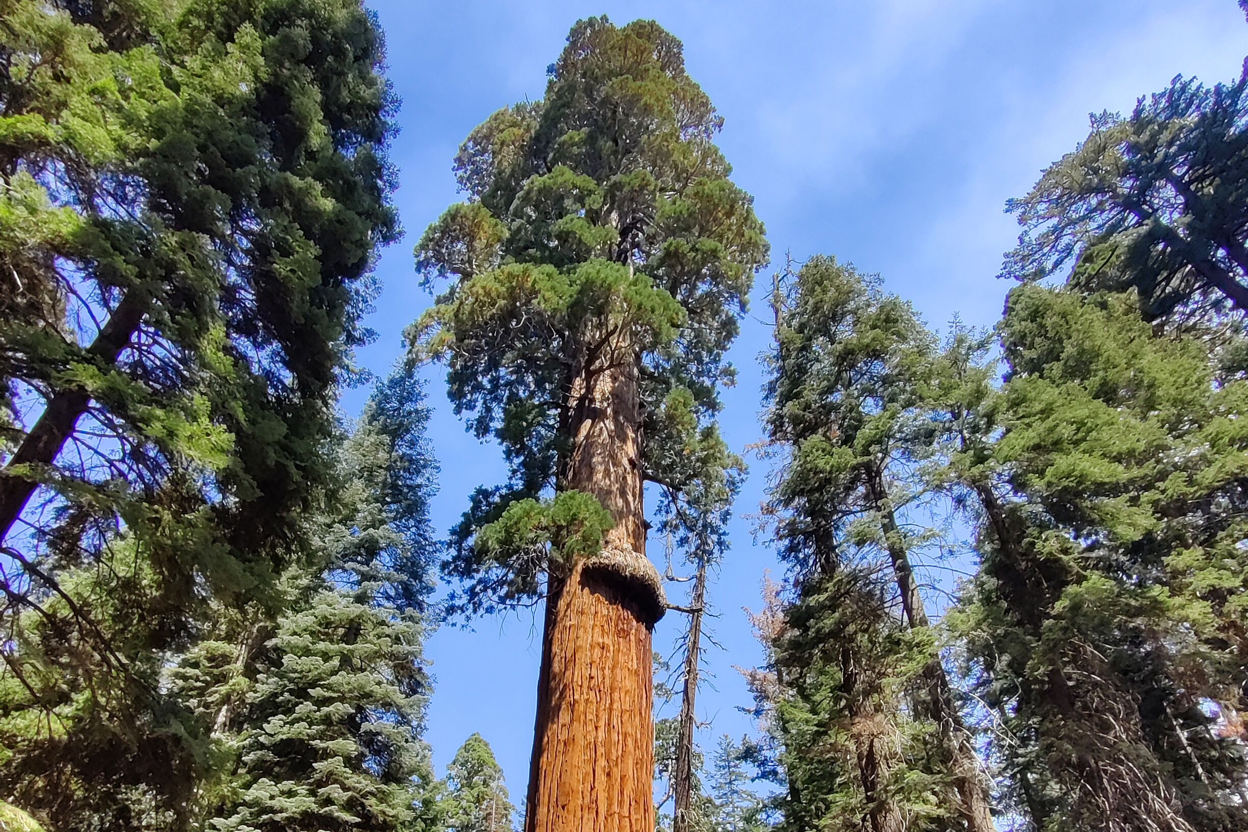 Riesige Mammutbäume im Sequoia-Nationalpark