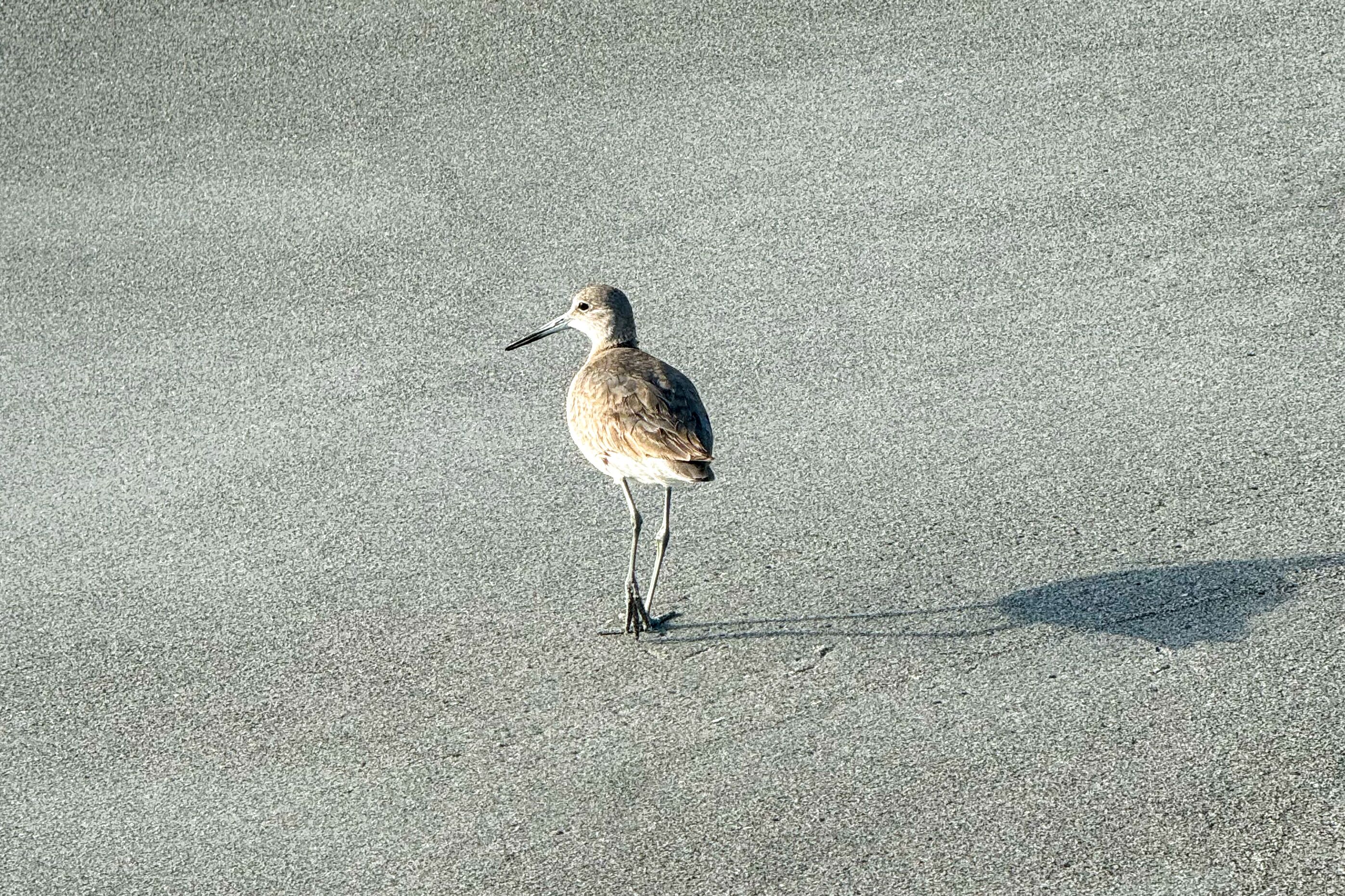 Kleiner Schlammtreter unterwegs in Anna Maria Island