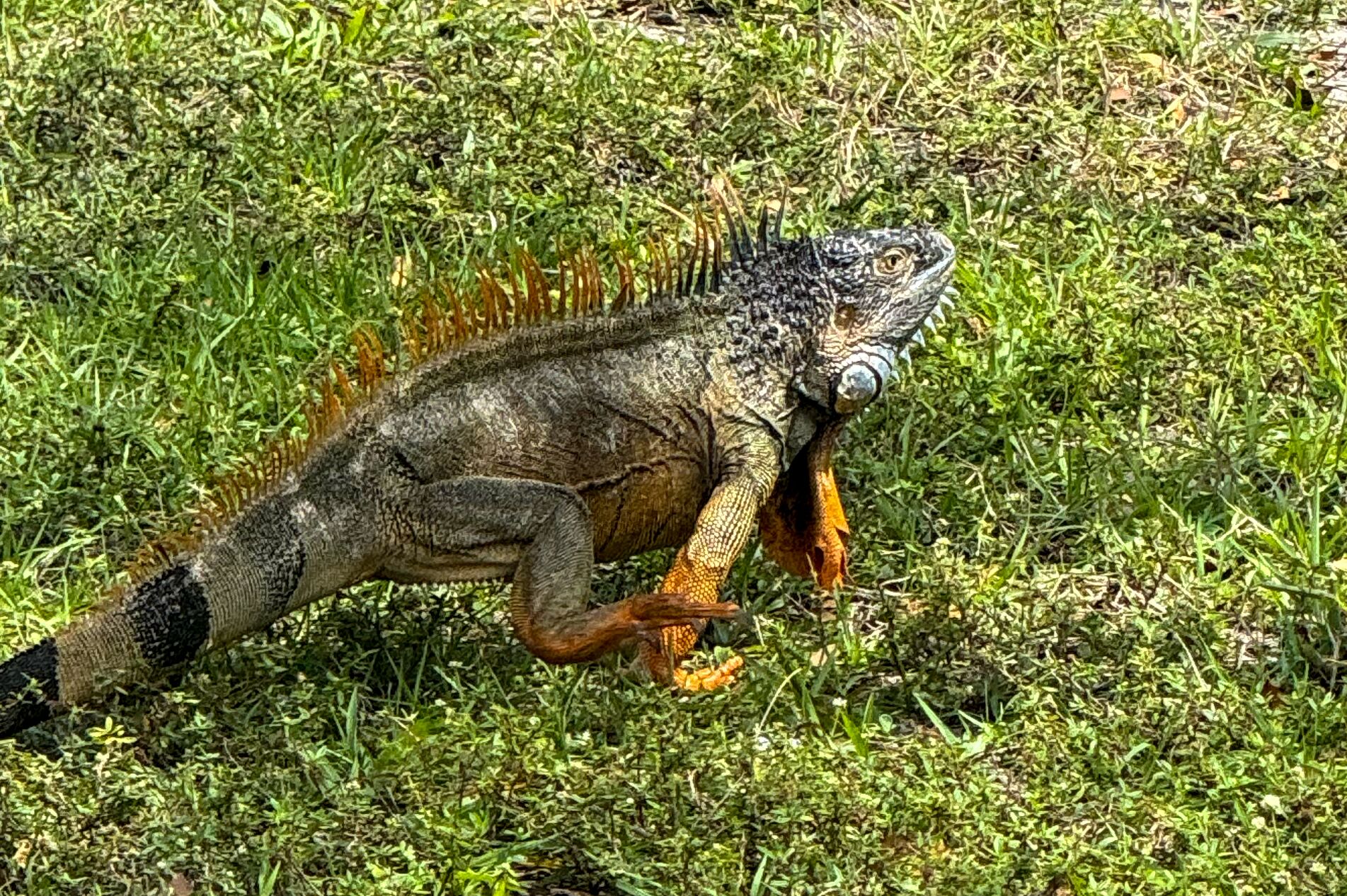 Reptilien im Sawgrass Recreation Park entdecken