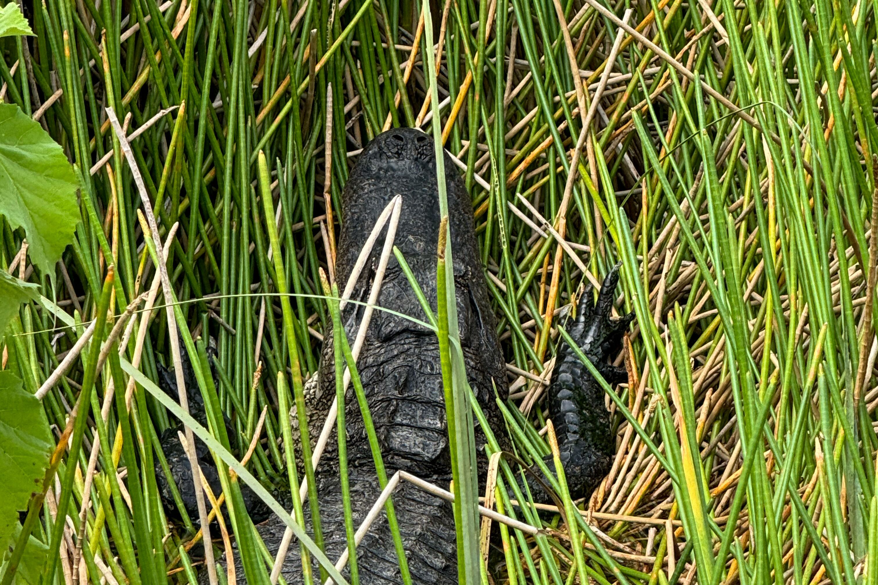 Tier versteckt sich im Sawgrass im Recreation Park