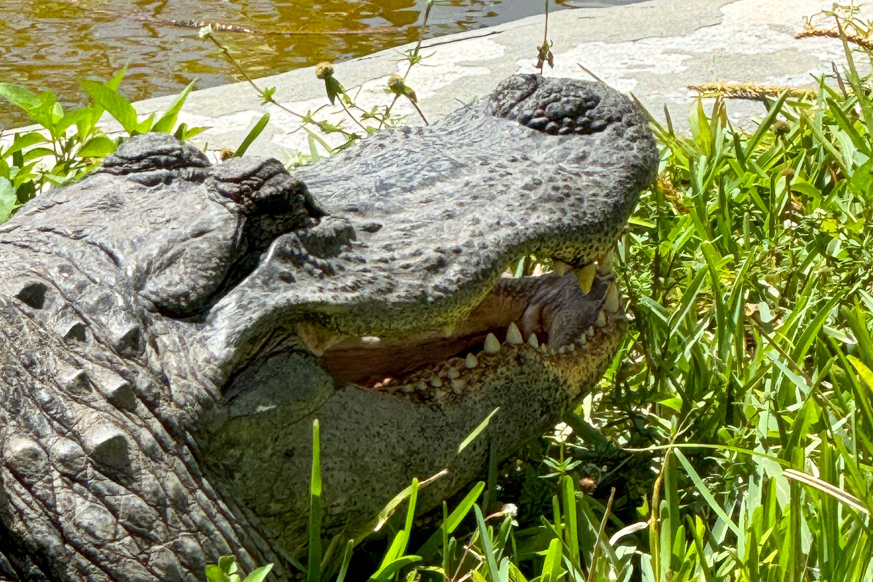 Interessante Tierarten im Sawgrass Recreation Park hautnah erleben