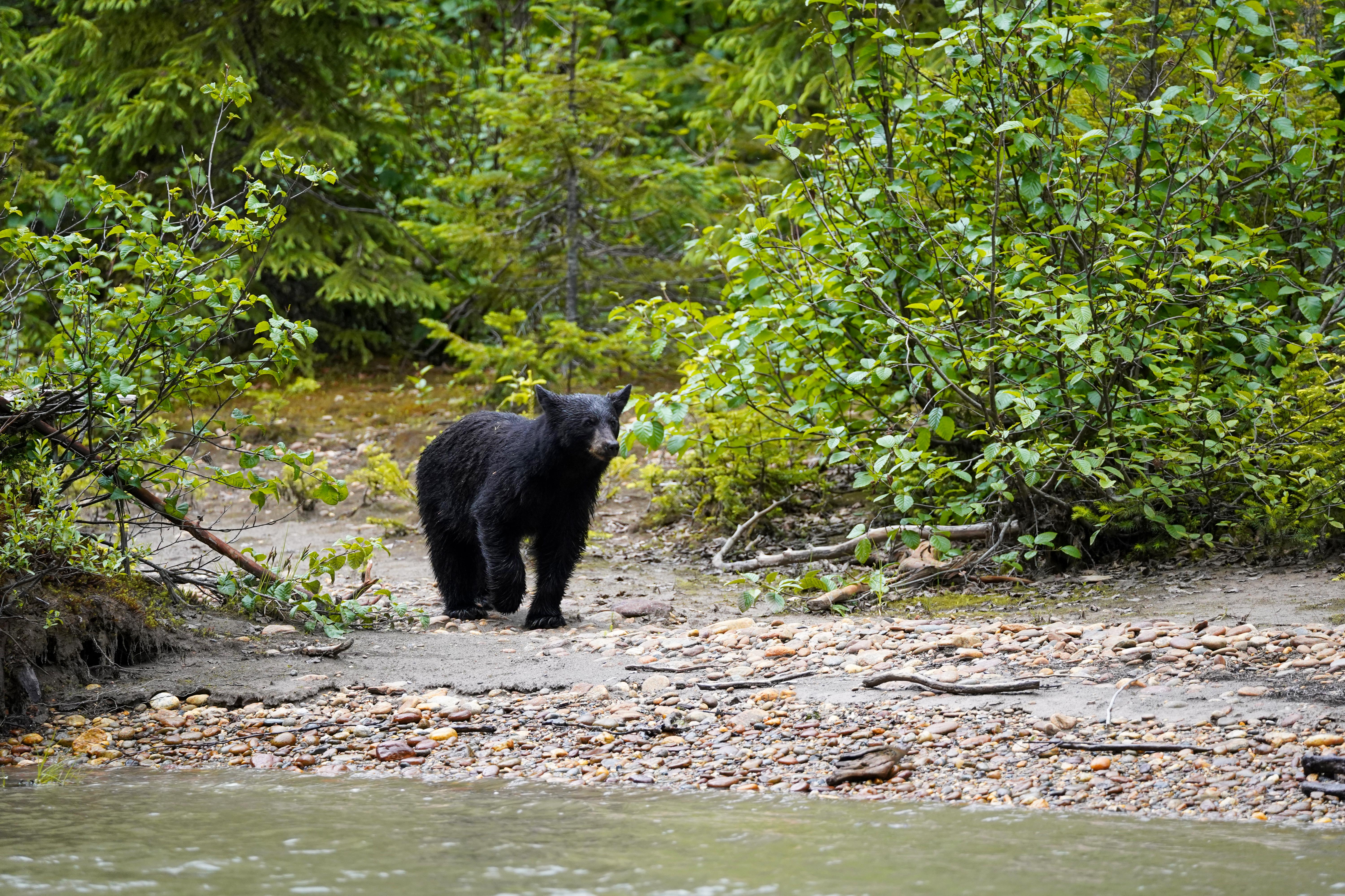 Schwarzbär-Sichtung bei der Blue River Safari Bootstour