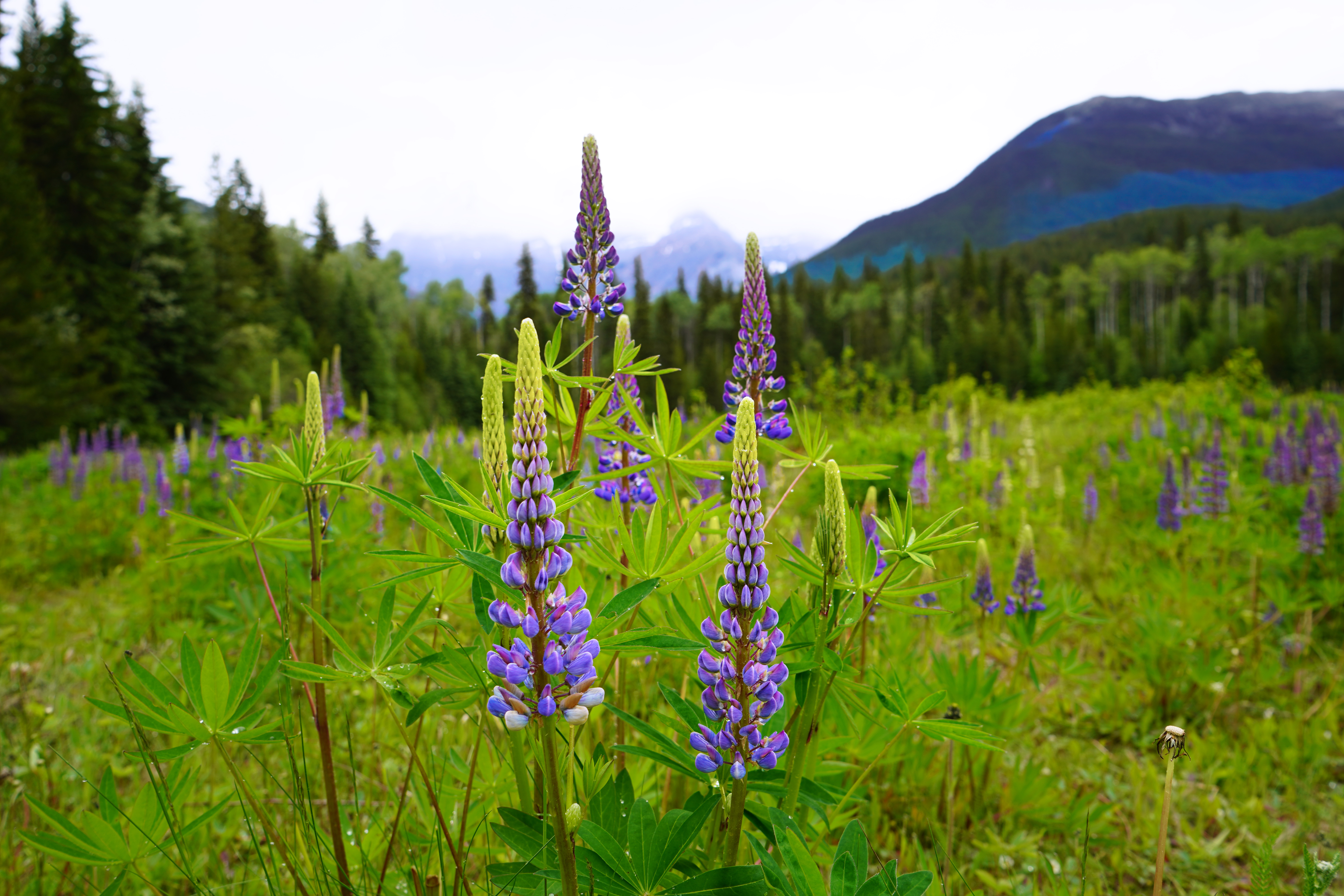 Wilde Lupinen im Mount Robson Provincial Park