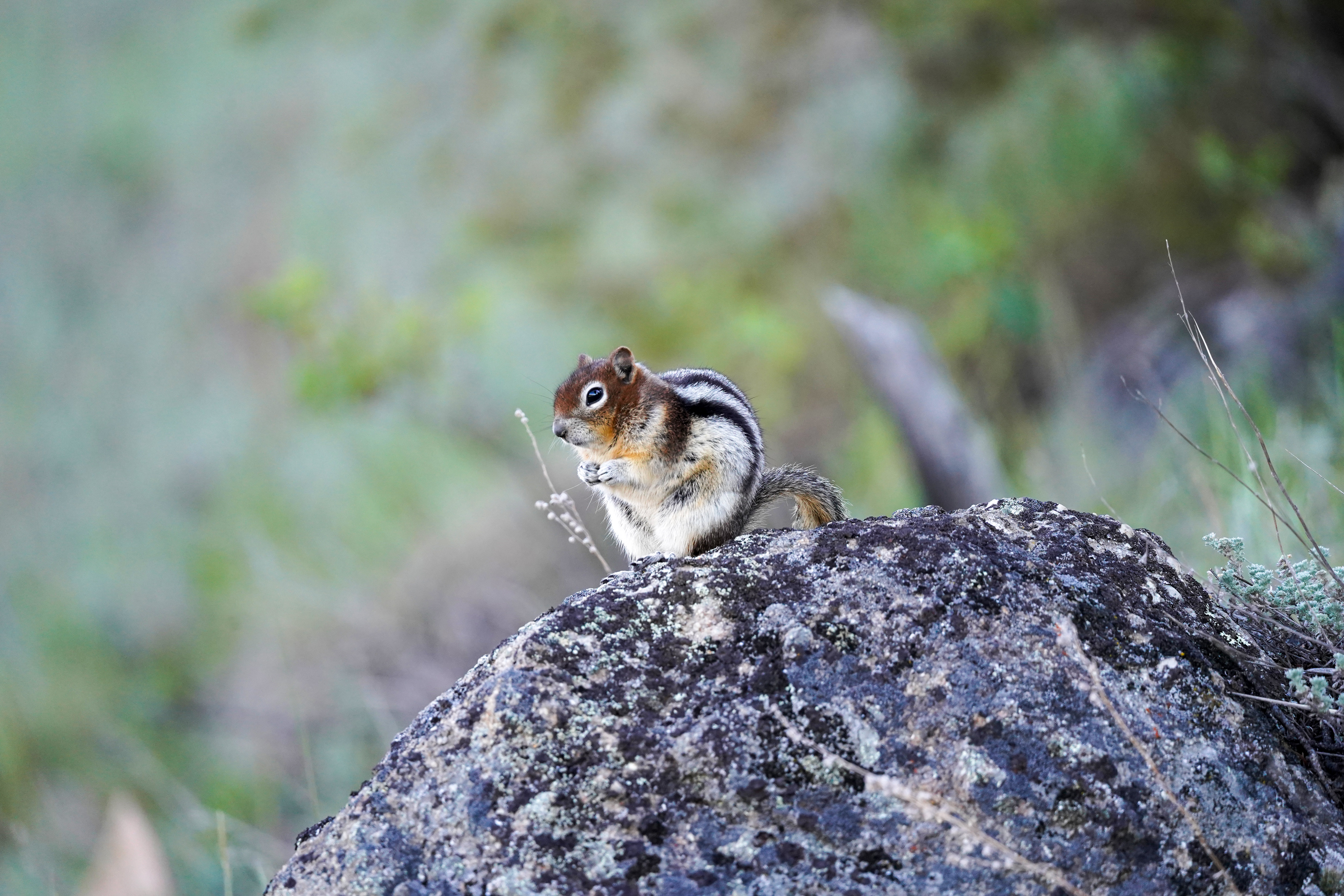 Süßes Streifenhörnchen im Jasper Nationalpark