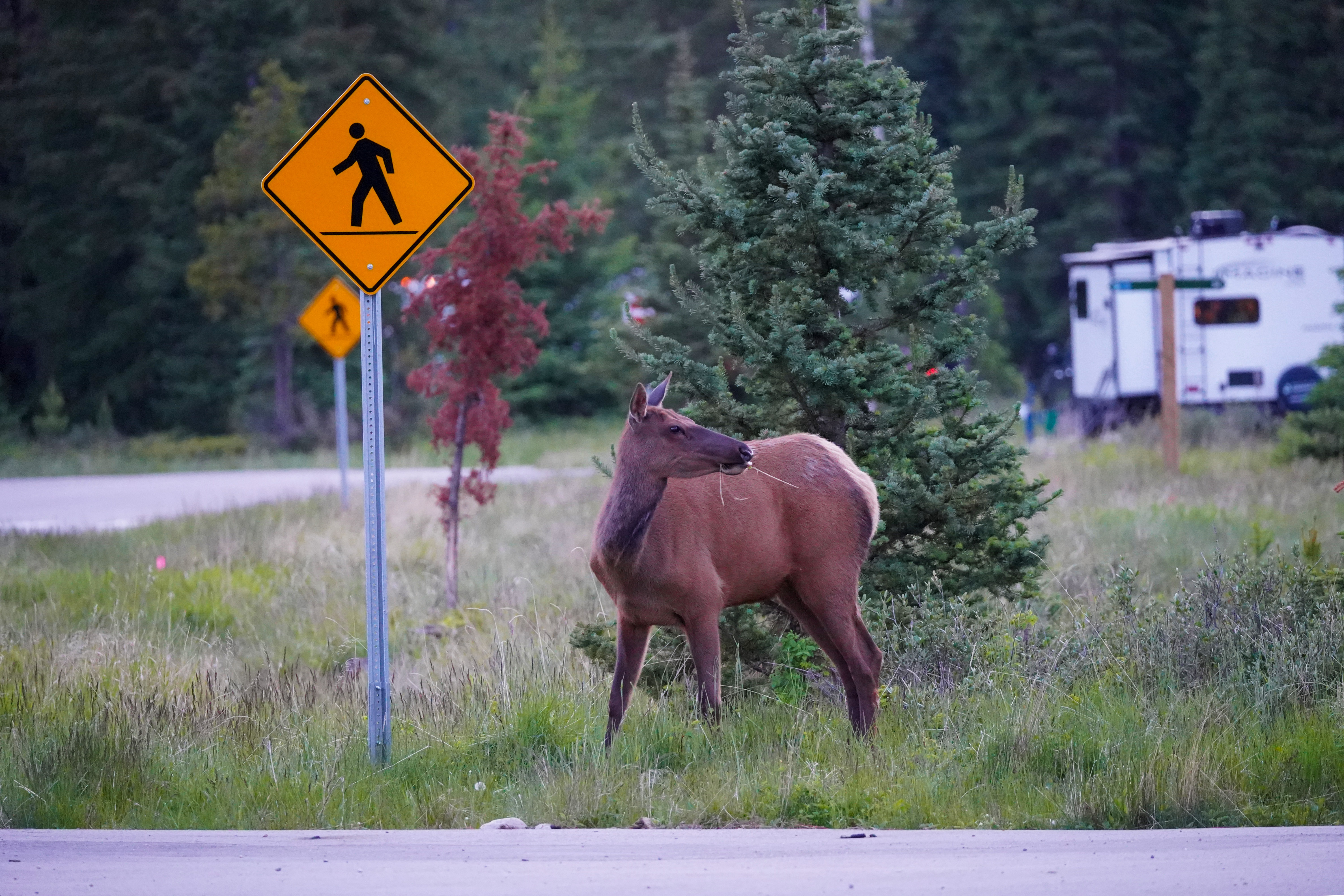 Wapiti Hirschkuh beim Whistlers Campground