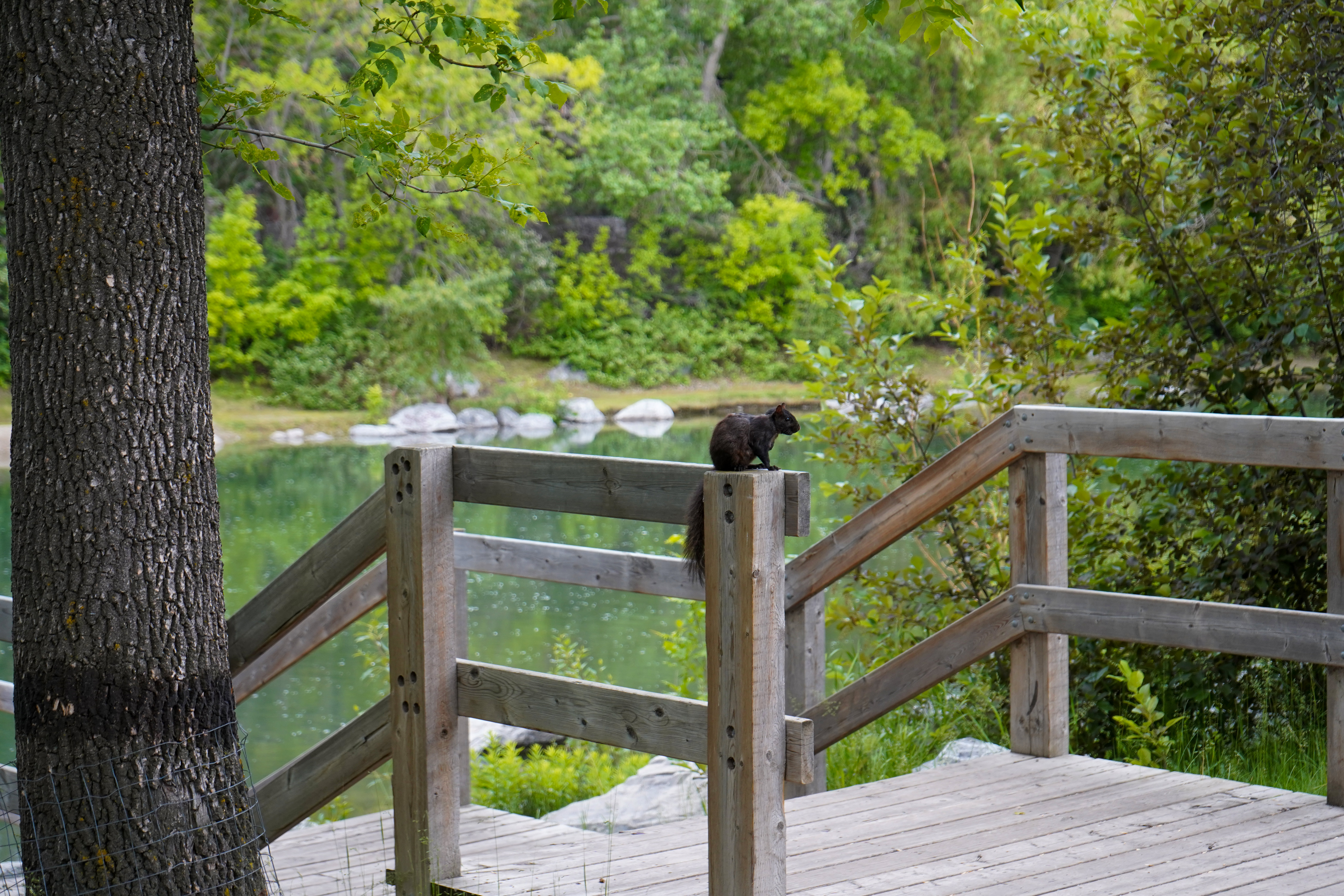 Schwarzes Eichhörnchen im Prince’s Island Park