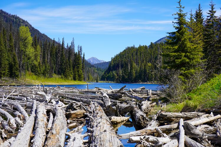 Begehbare Baustämme am Duffey Lake