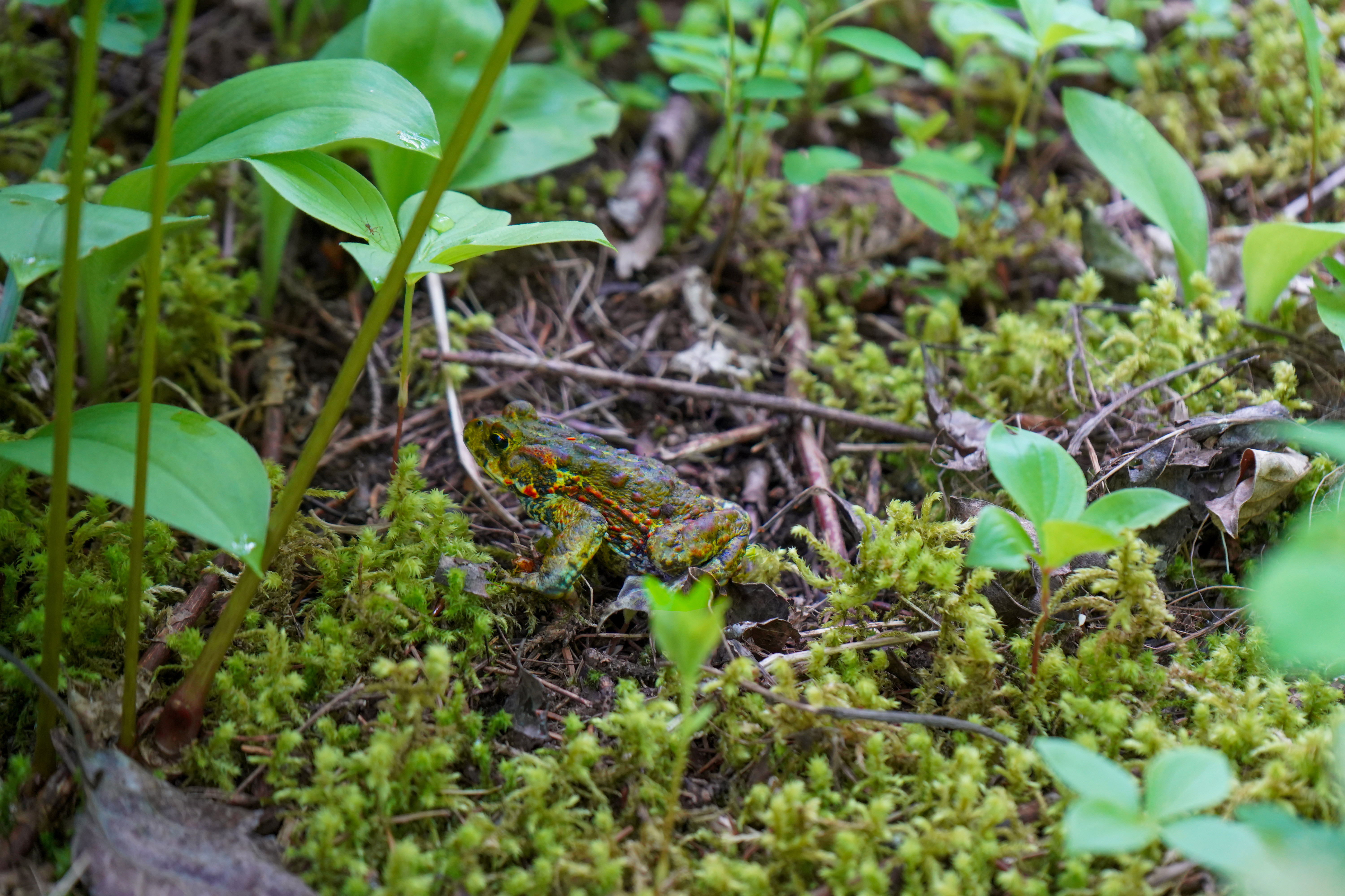 Kleine Begegnung auf dem Ray Farm & Mineral Spring Trailhead