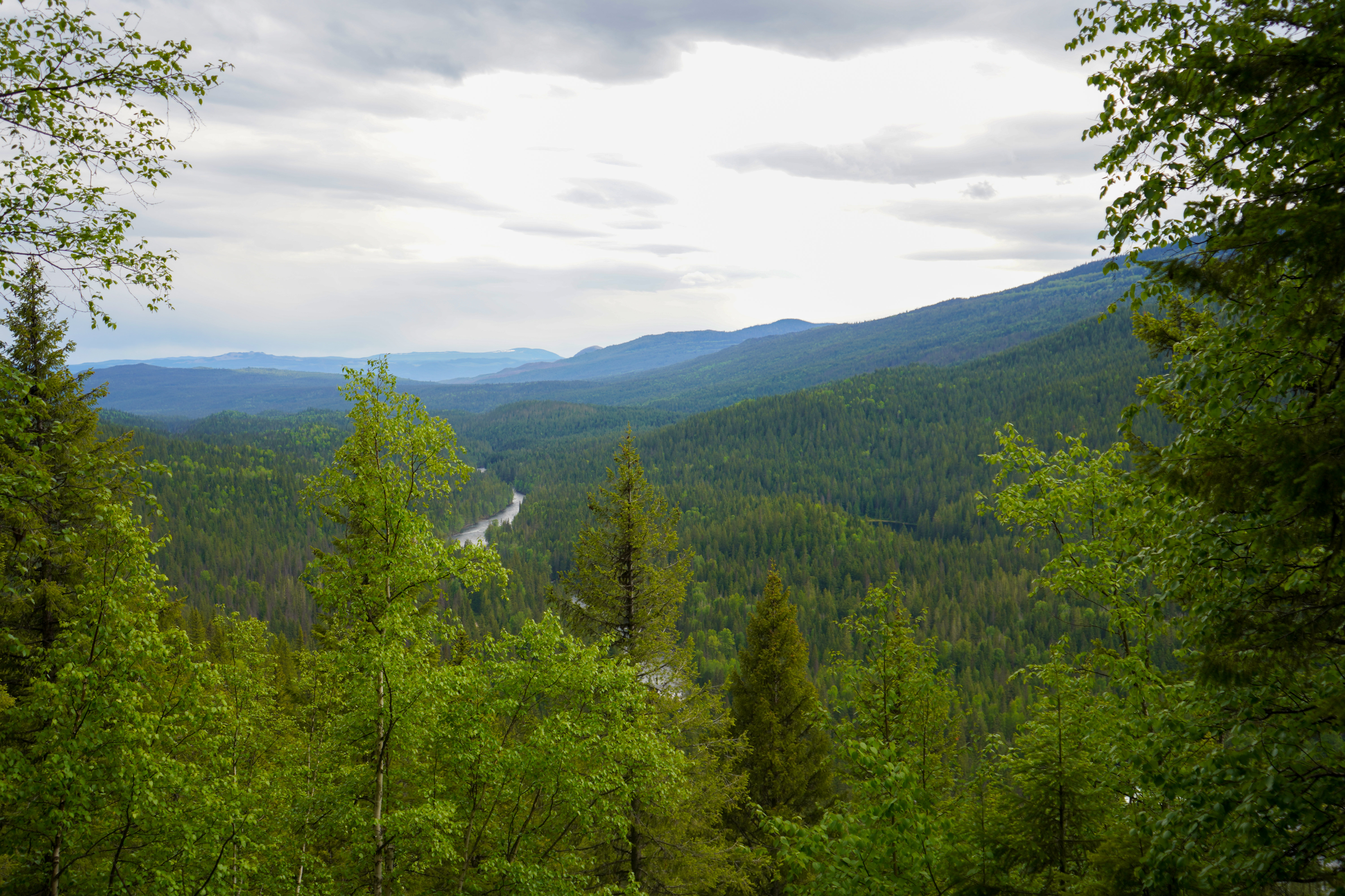 Blick vom Osprey Falls Lookout über den Wells Gray Provincial Park