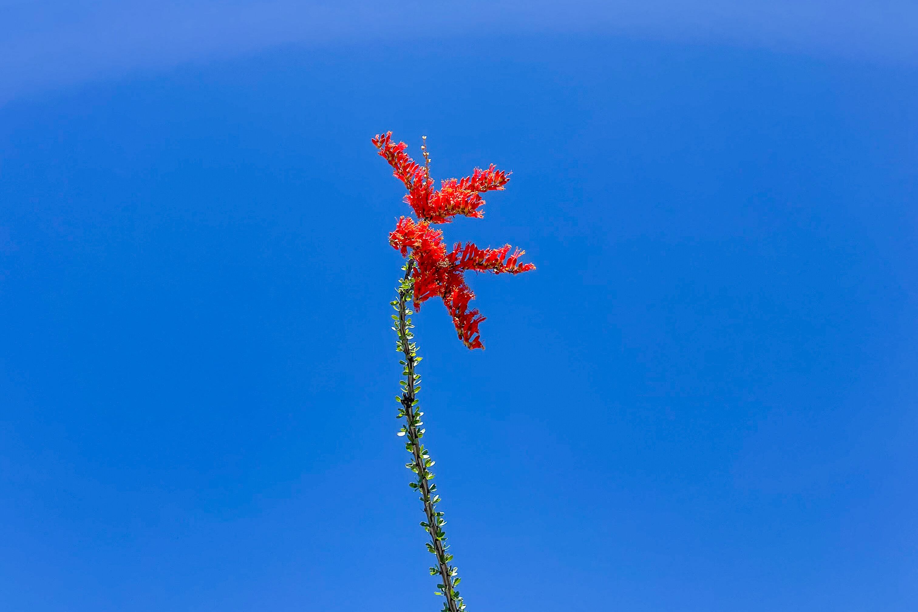 Skurrile Kaktusblüte im Carlsbad-Caverns-Nationalpark