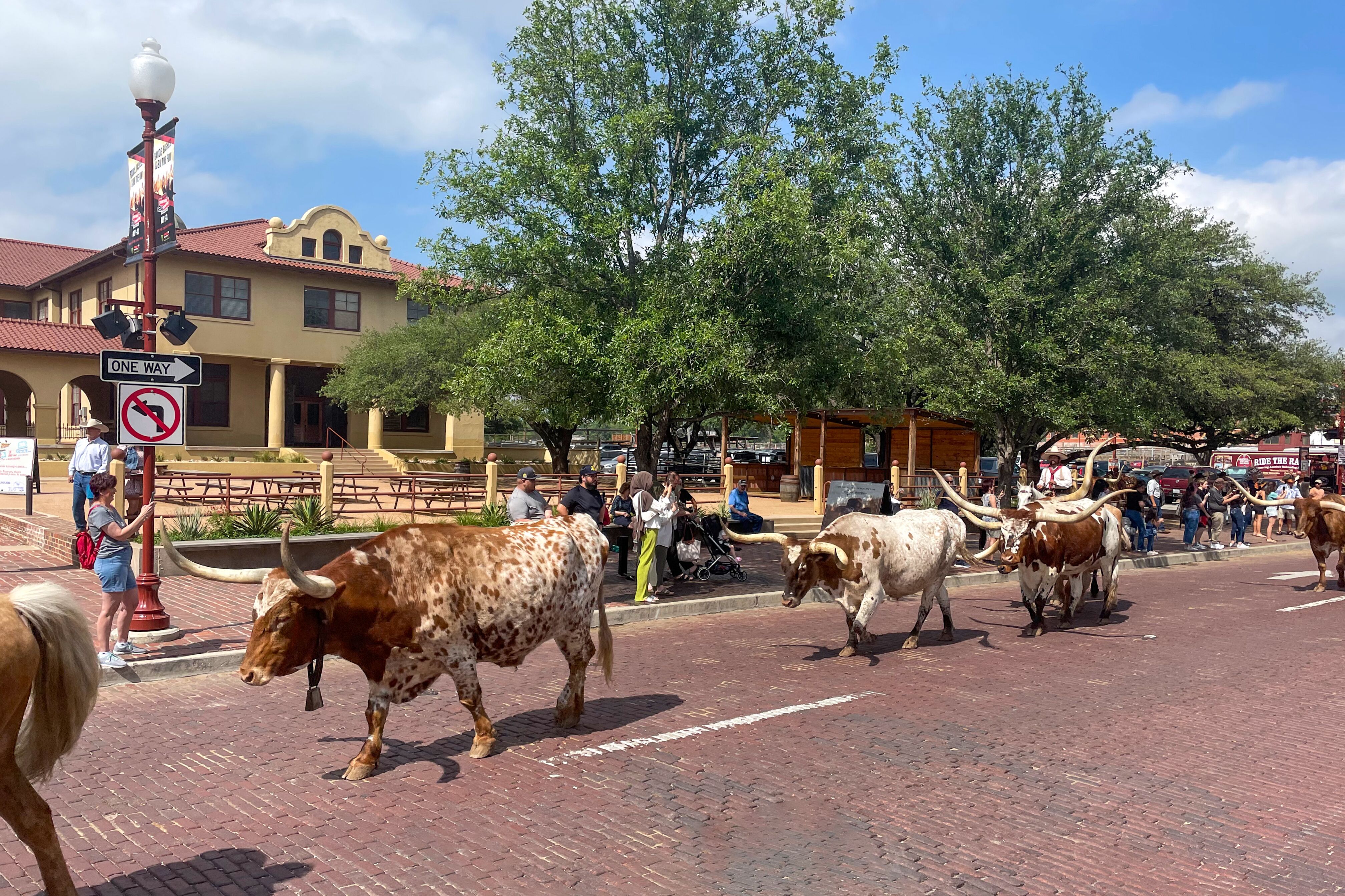 Der legendäre Cattle Drive von Fort Worth