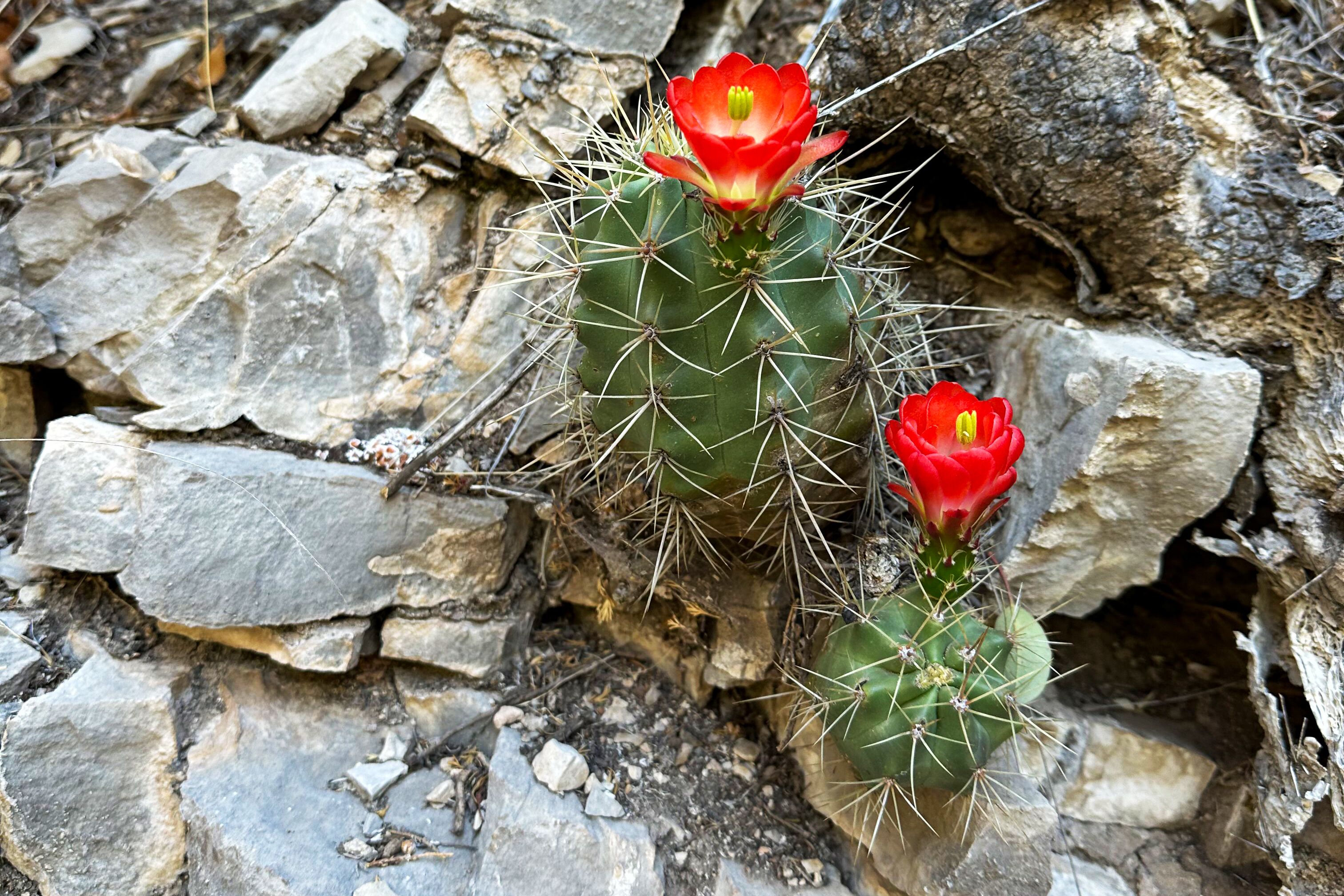 Kleiner Kaktus in Blüte im Guadalupe-Mountains-Nationalpark