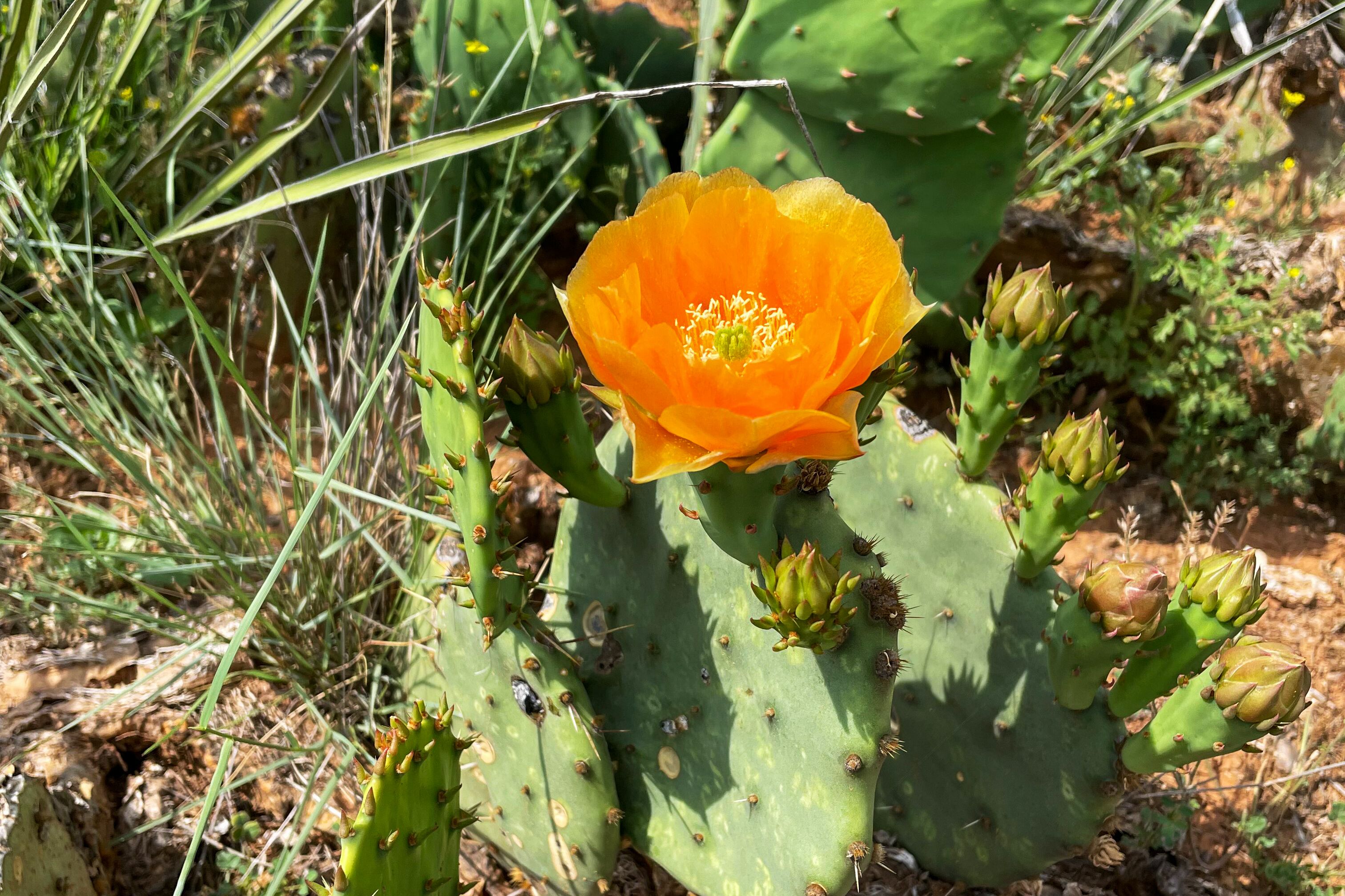 Kaktusblüte im Lake Colorado City State Park