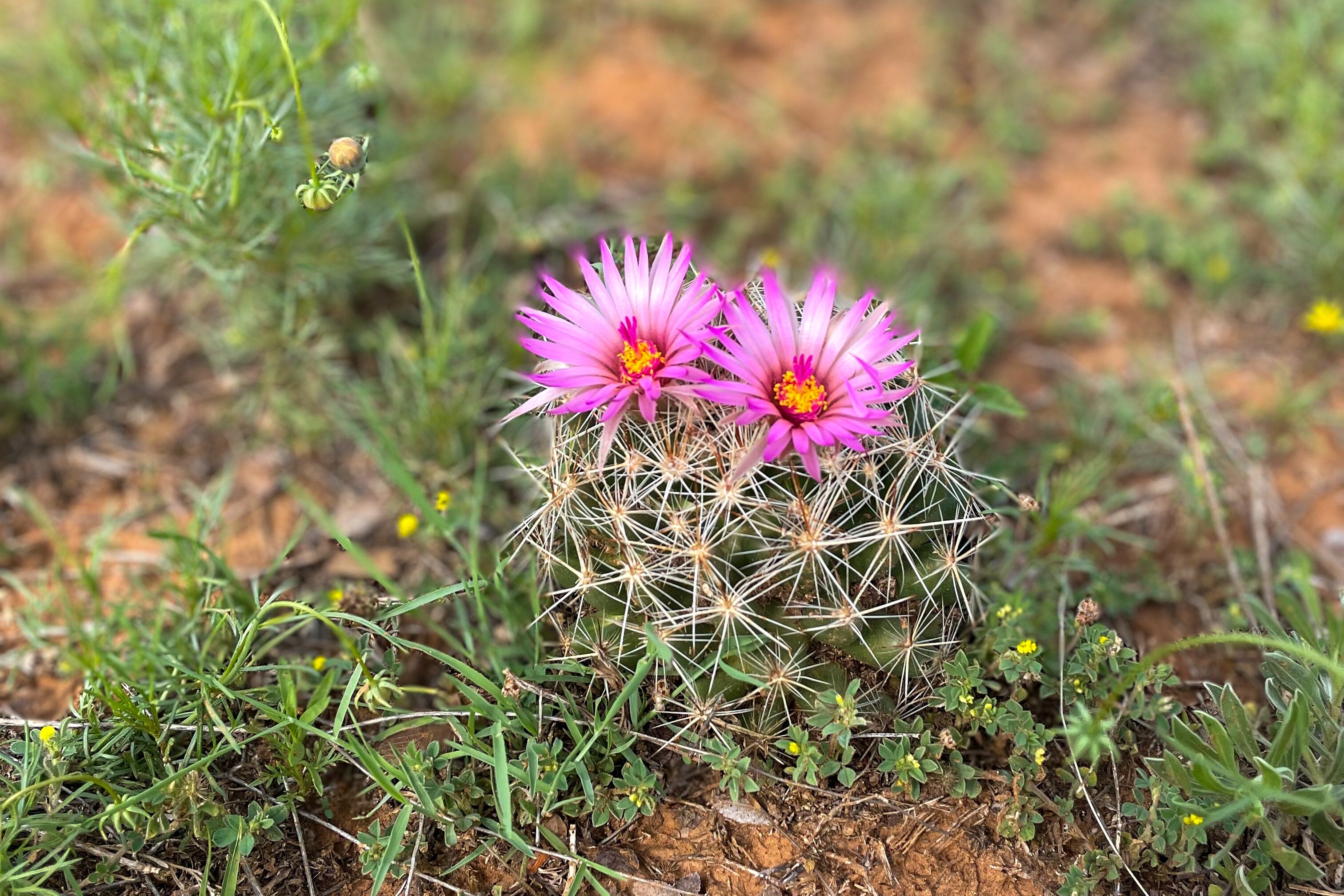 Ein Kaktus erblüht im Lake Colorado City State Park