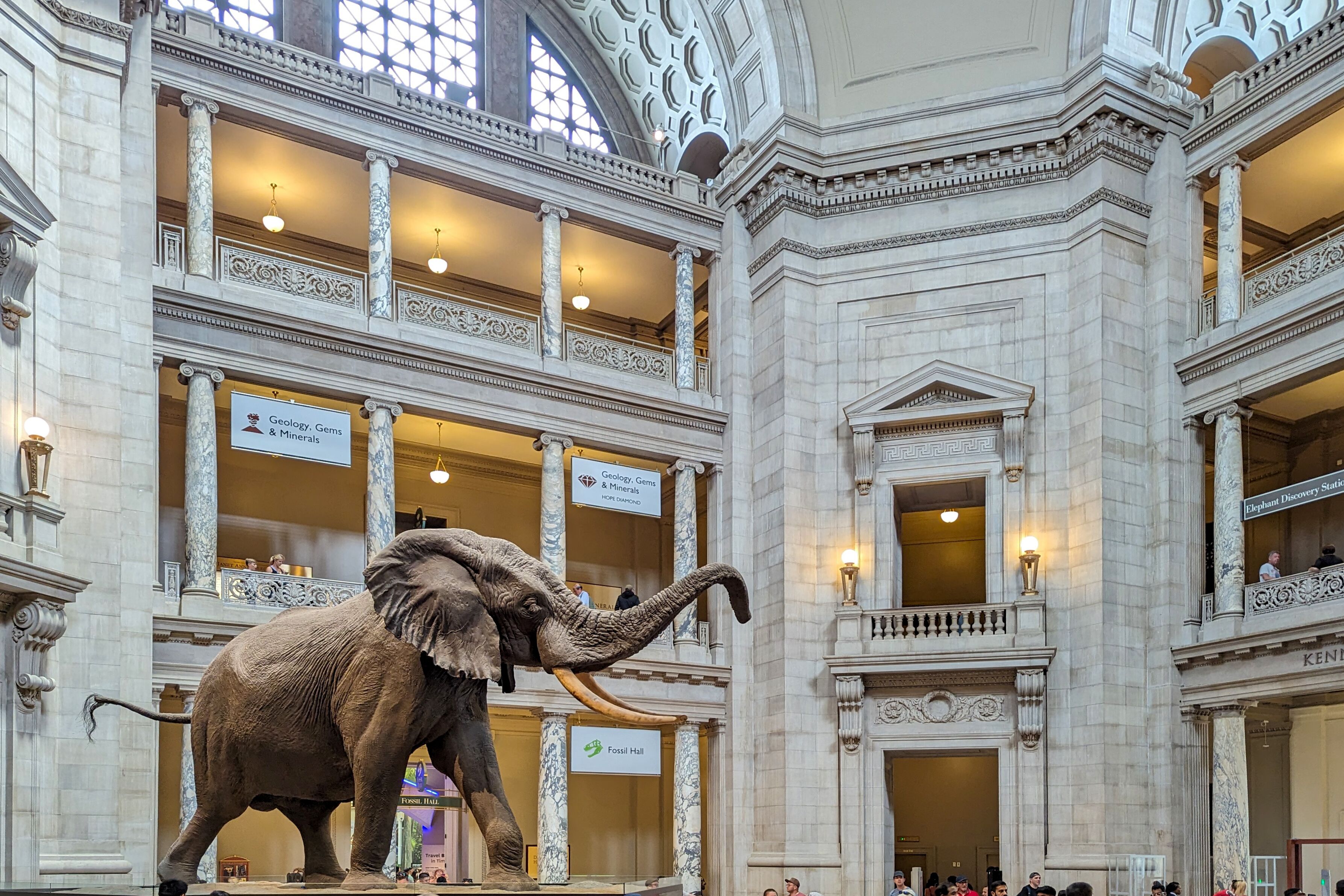 Elefant im National Museum of Natural History
