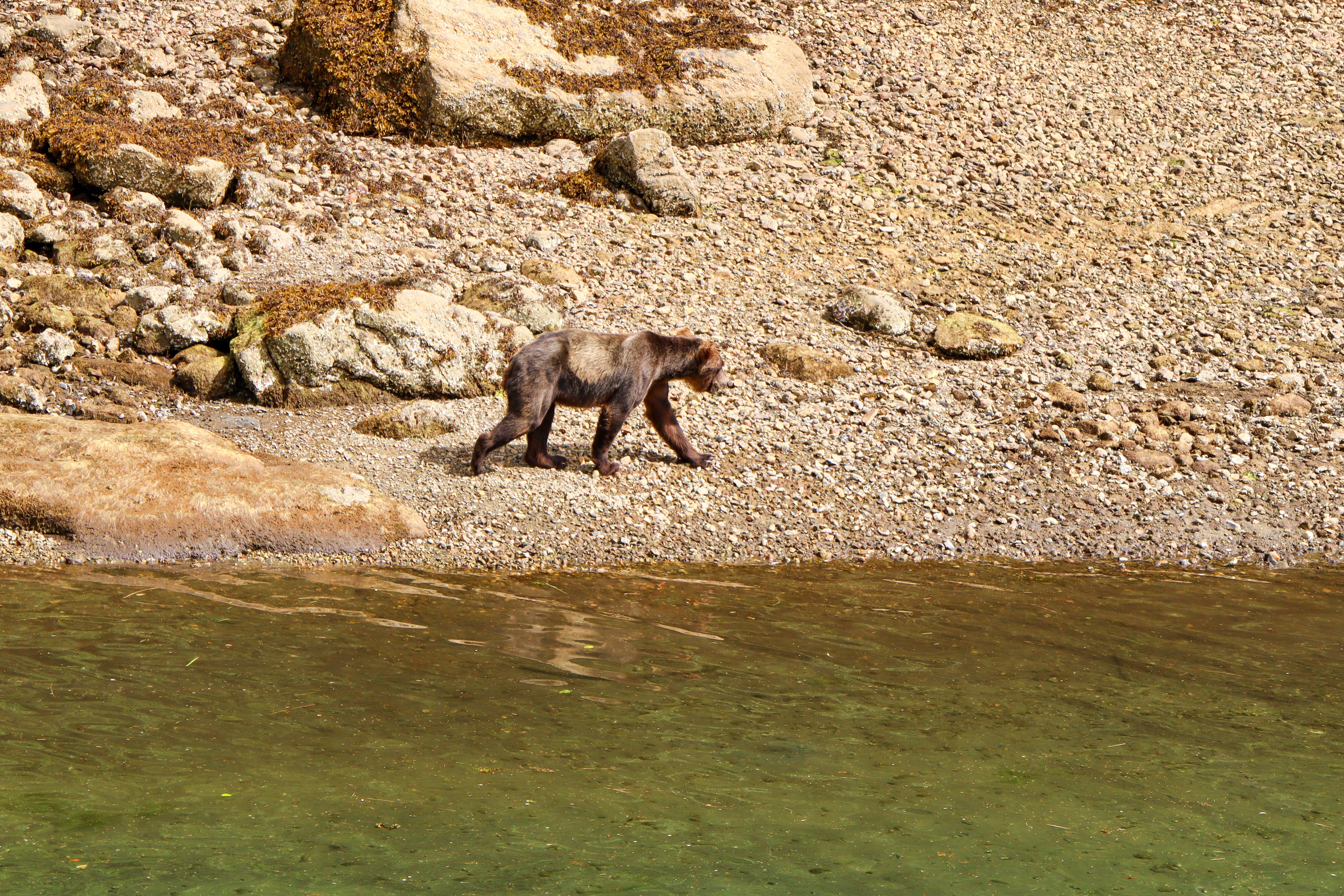 Ein Grizzly durchstreift die Wildnis des Khutzeymateen Valley