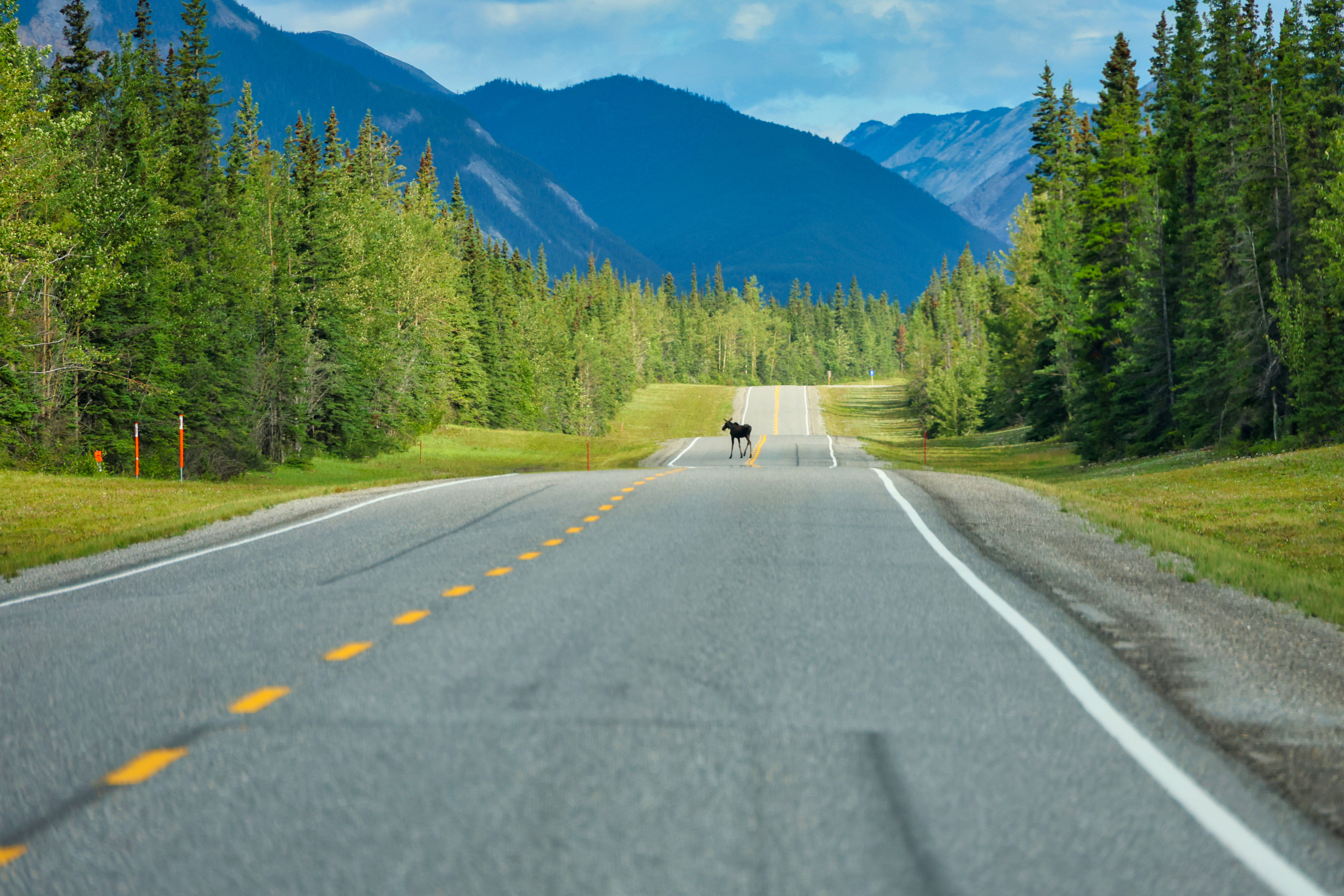 Elch überquert den Alaska Highway