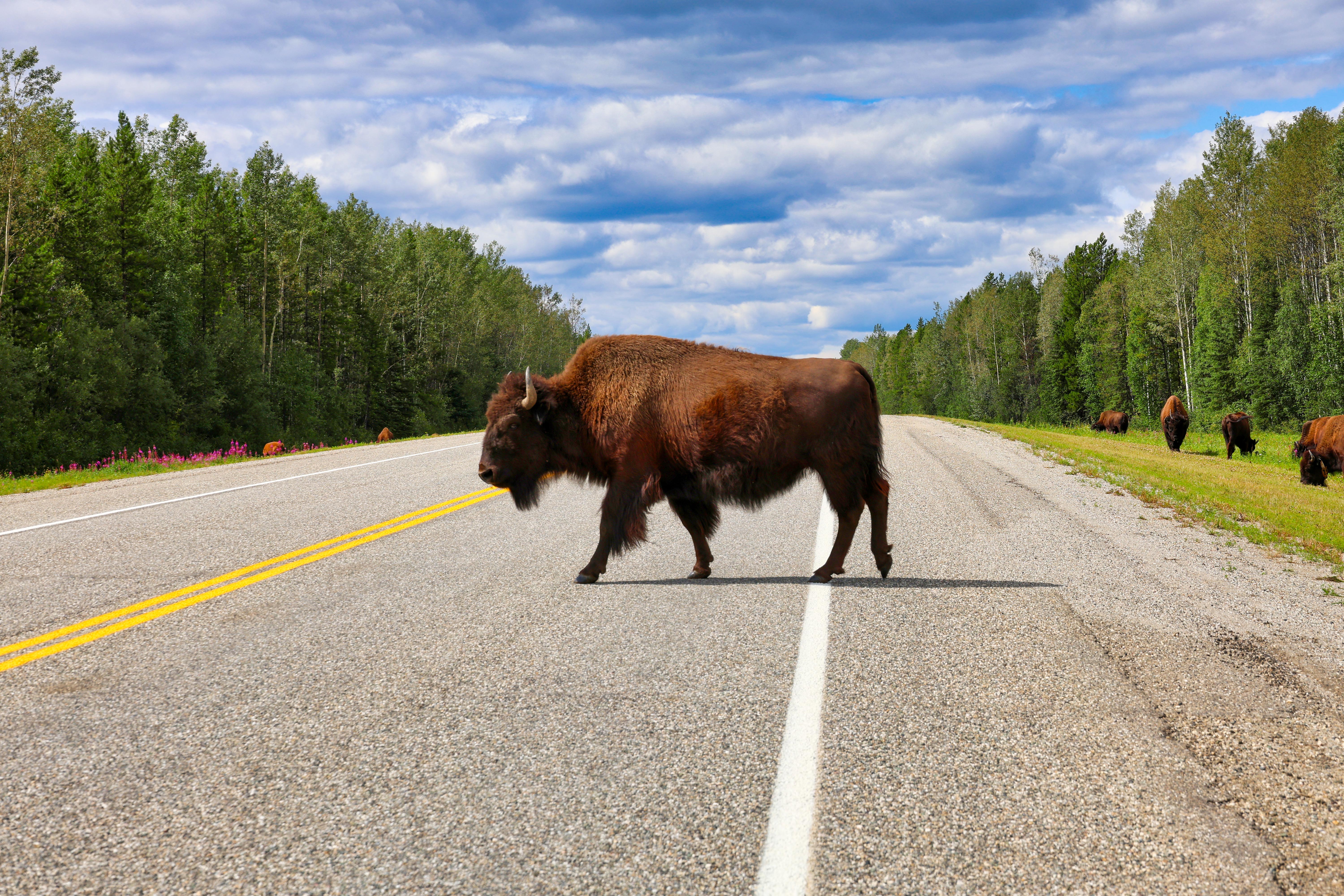 Ein Bison überquert den Alaska Highway