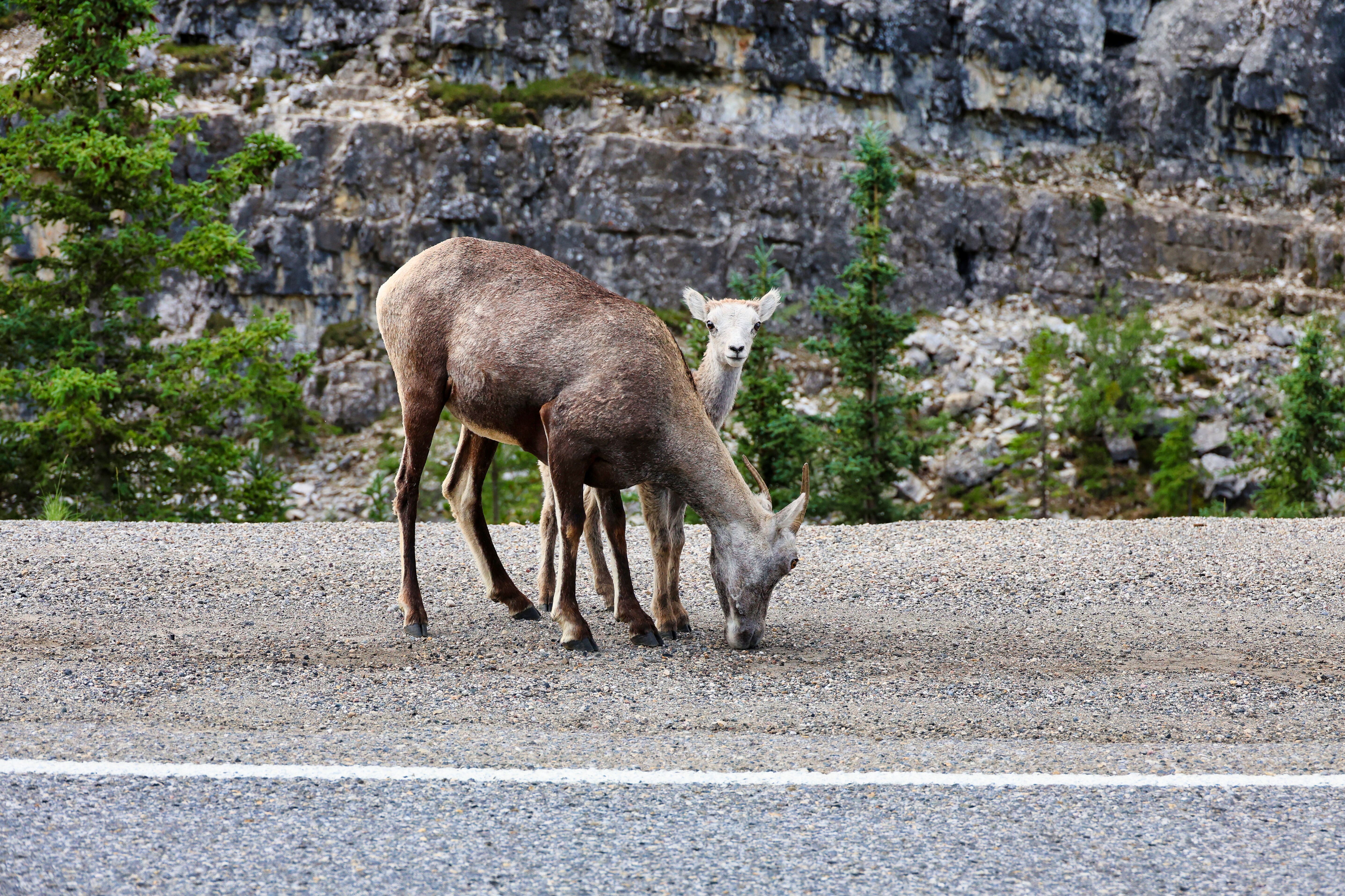 Dickhornschafe am Alaska Highway
