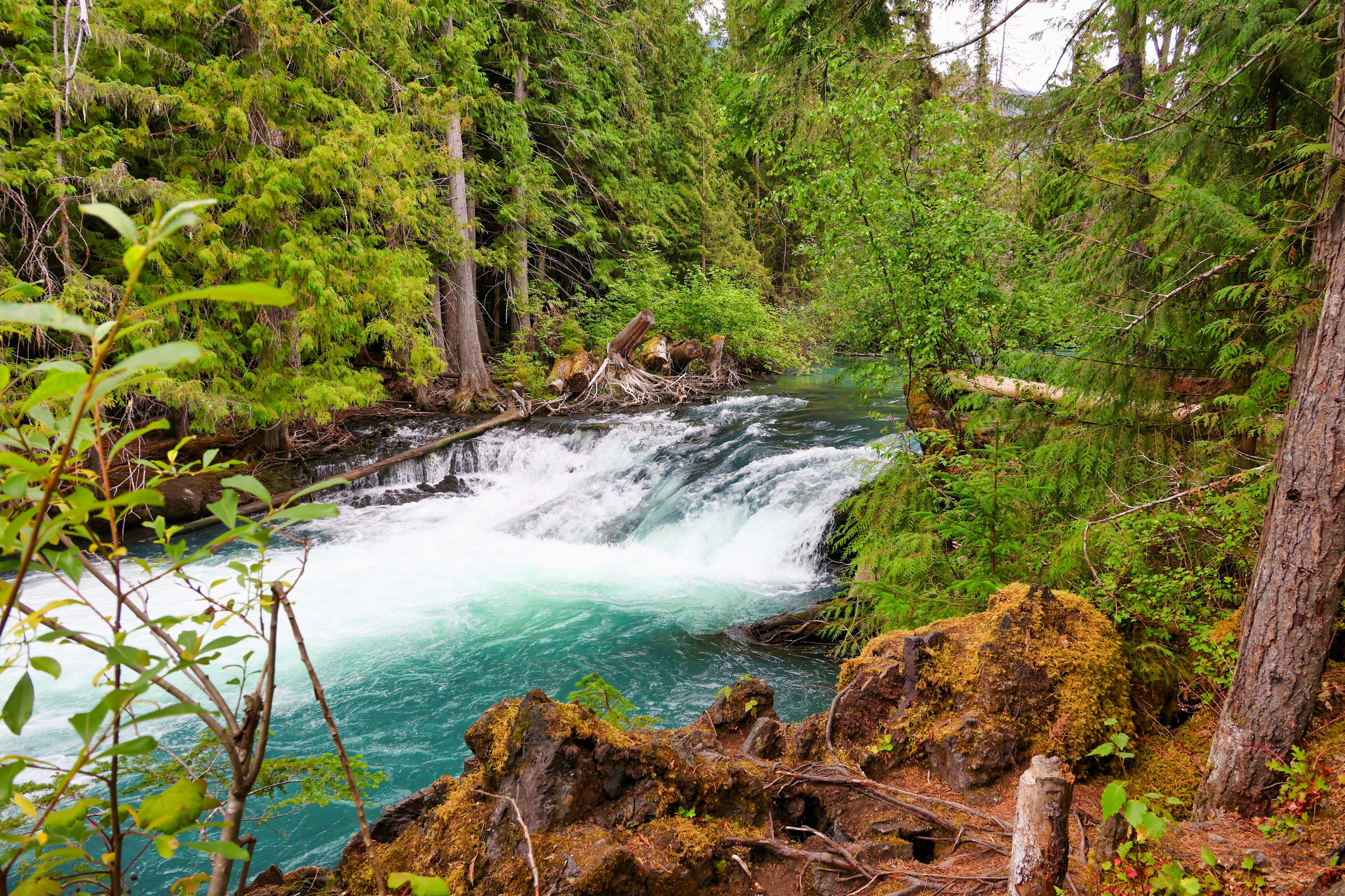 Landschaft im magischen Drowned Forest