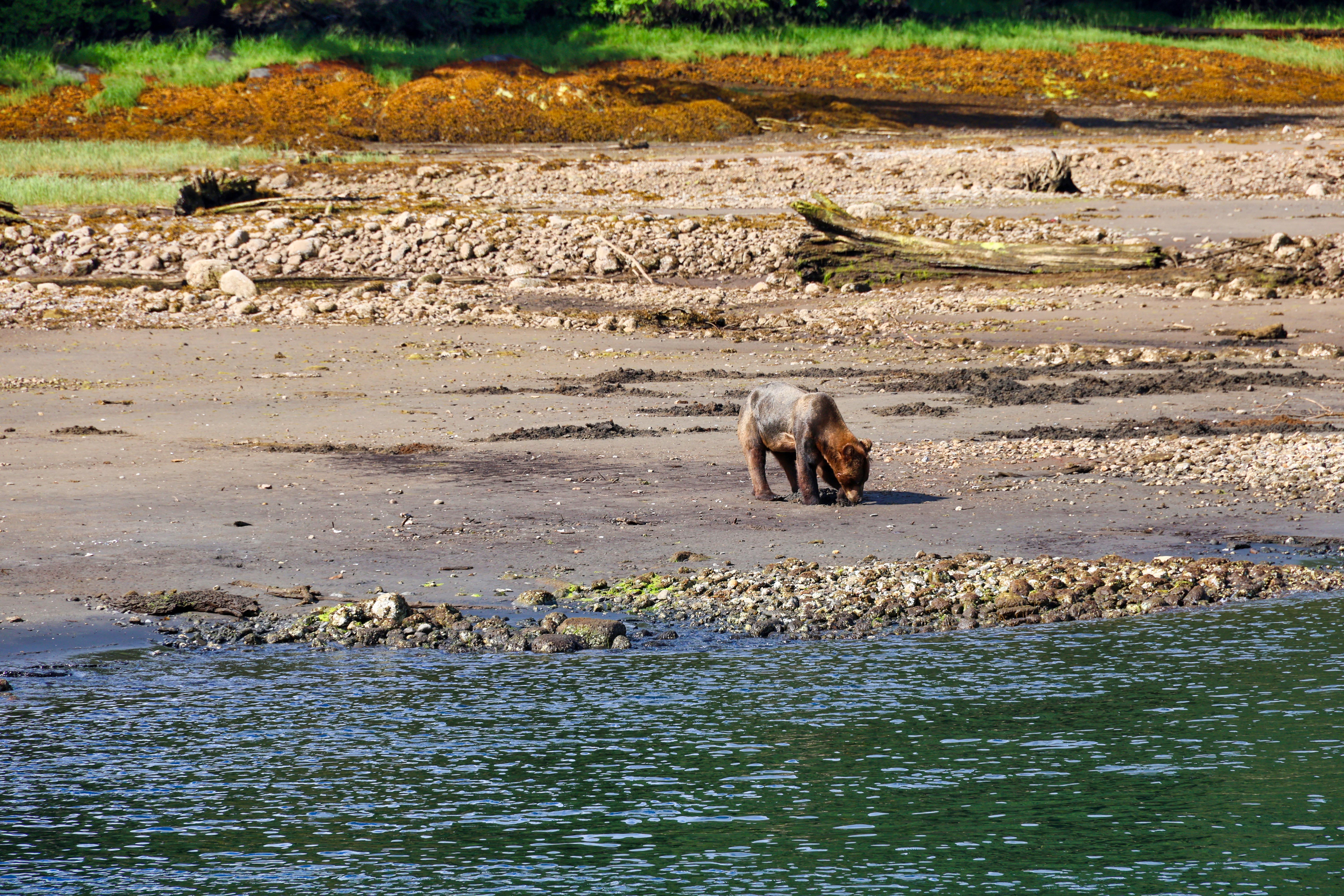 Grizzlybär im Khutzeymateen Valley