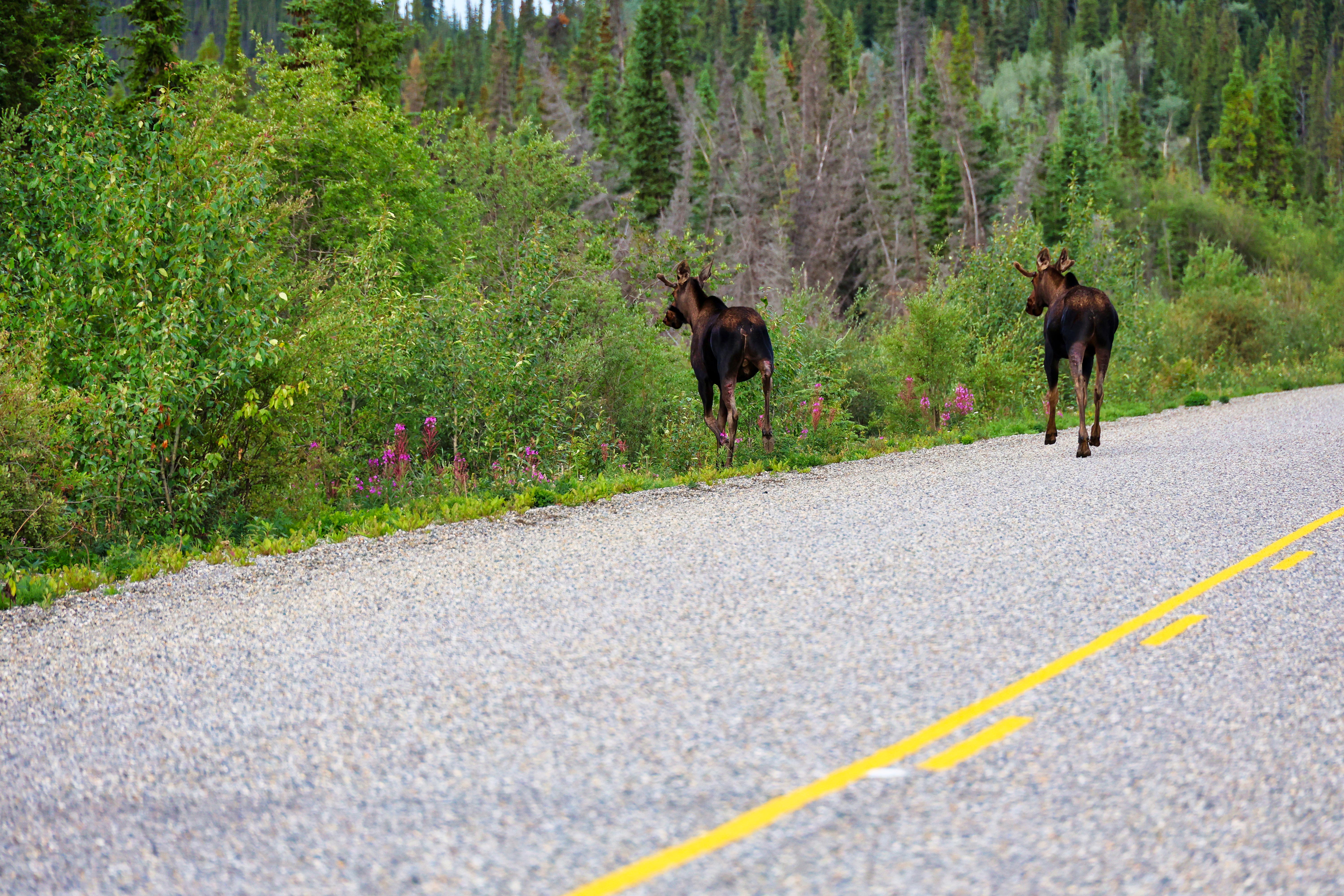 Zwei Elche auf dem Robert Campbell Highway