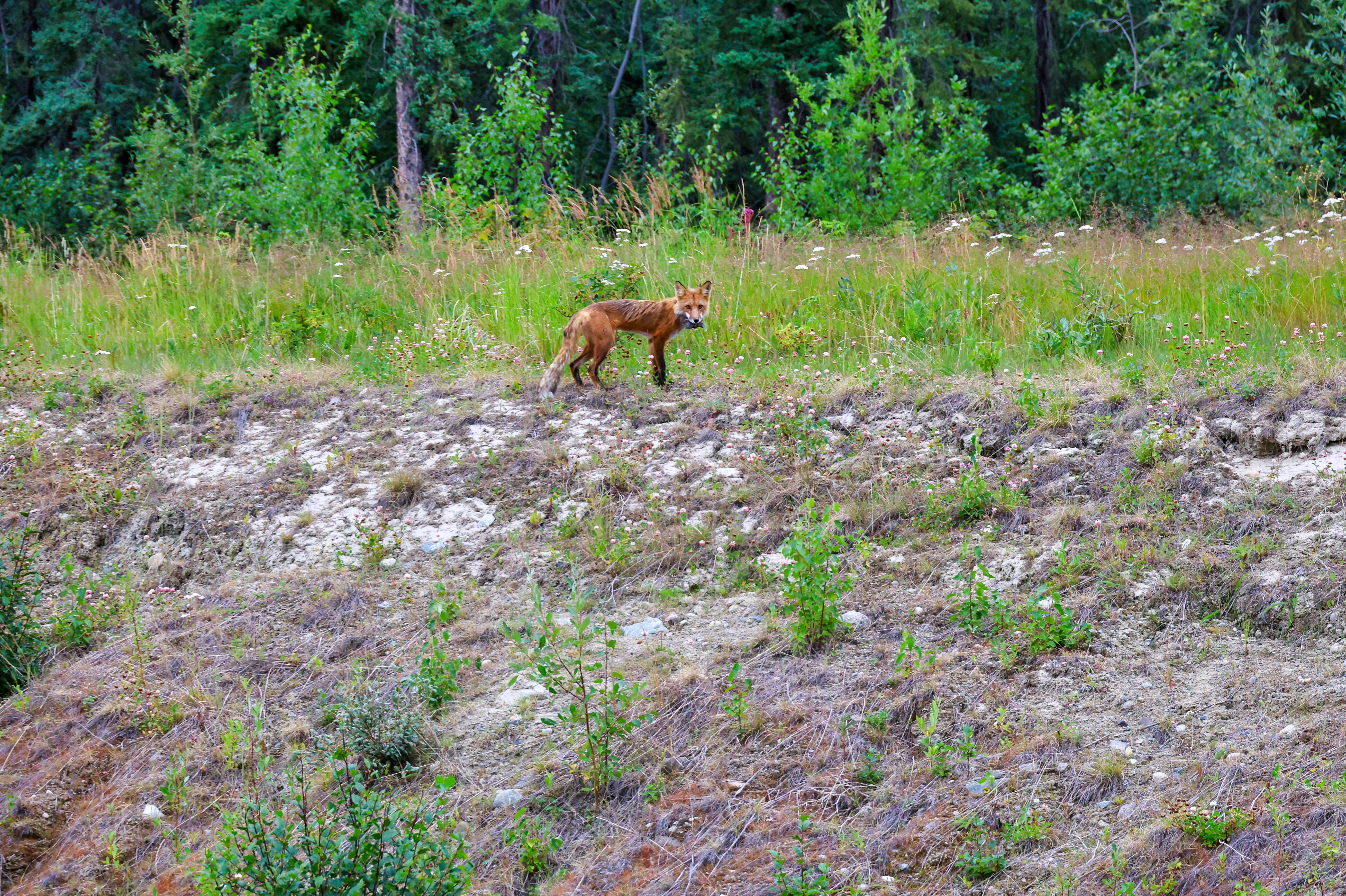 Ein Fuchs am Robert Campbell Highway