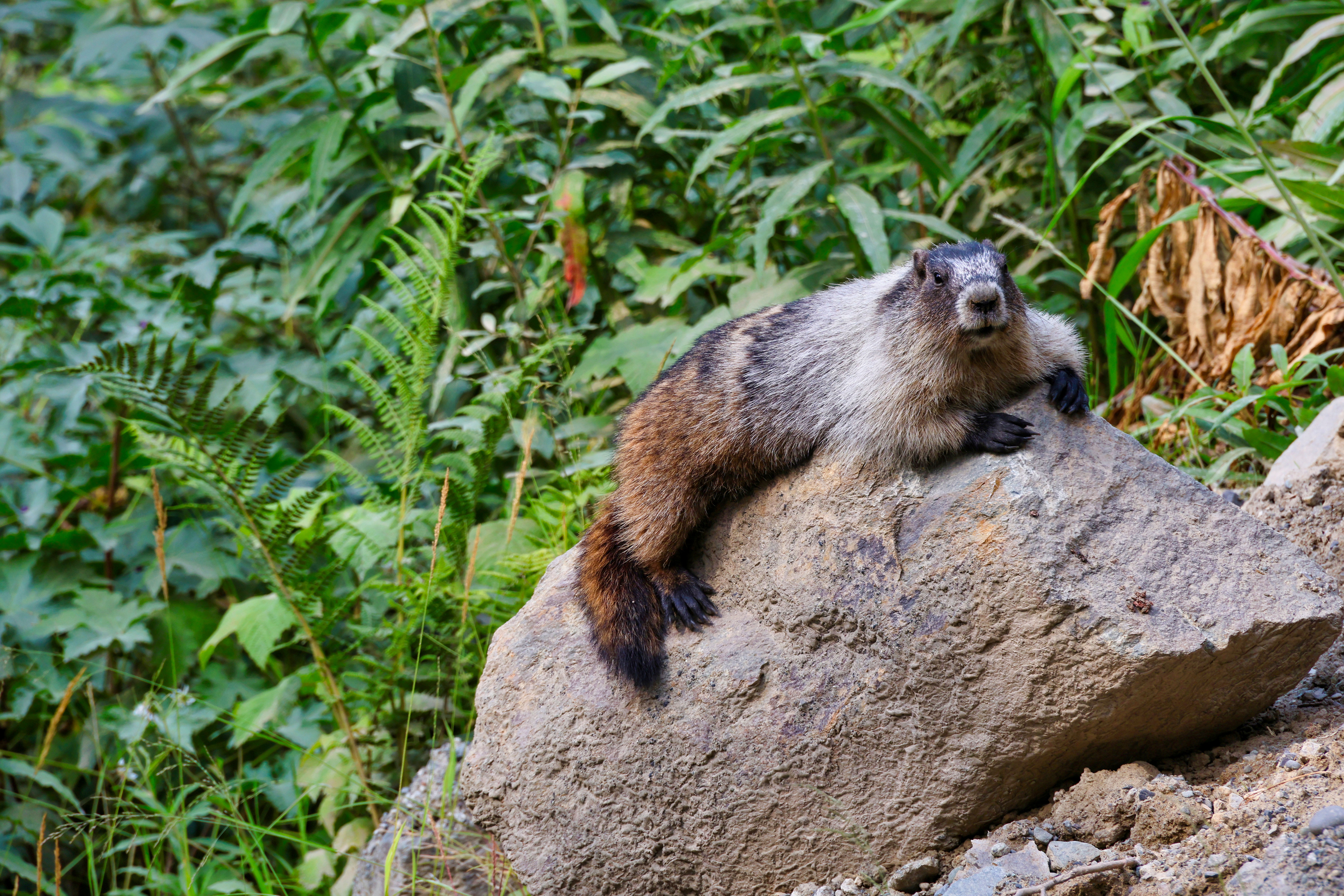 Murmeltier-Begegnung auf dem Weg zum Salmon Glacier