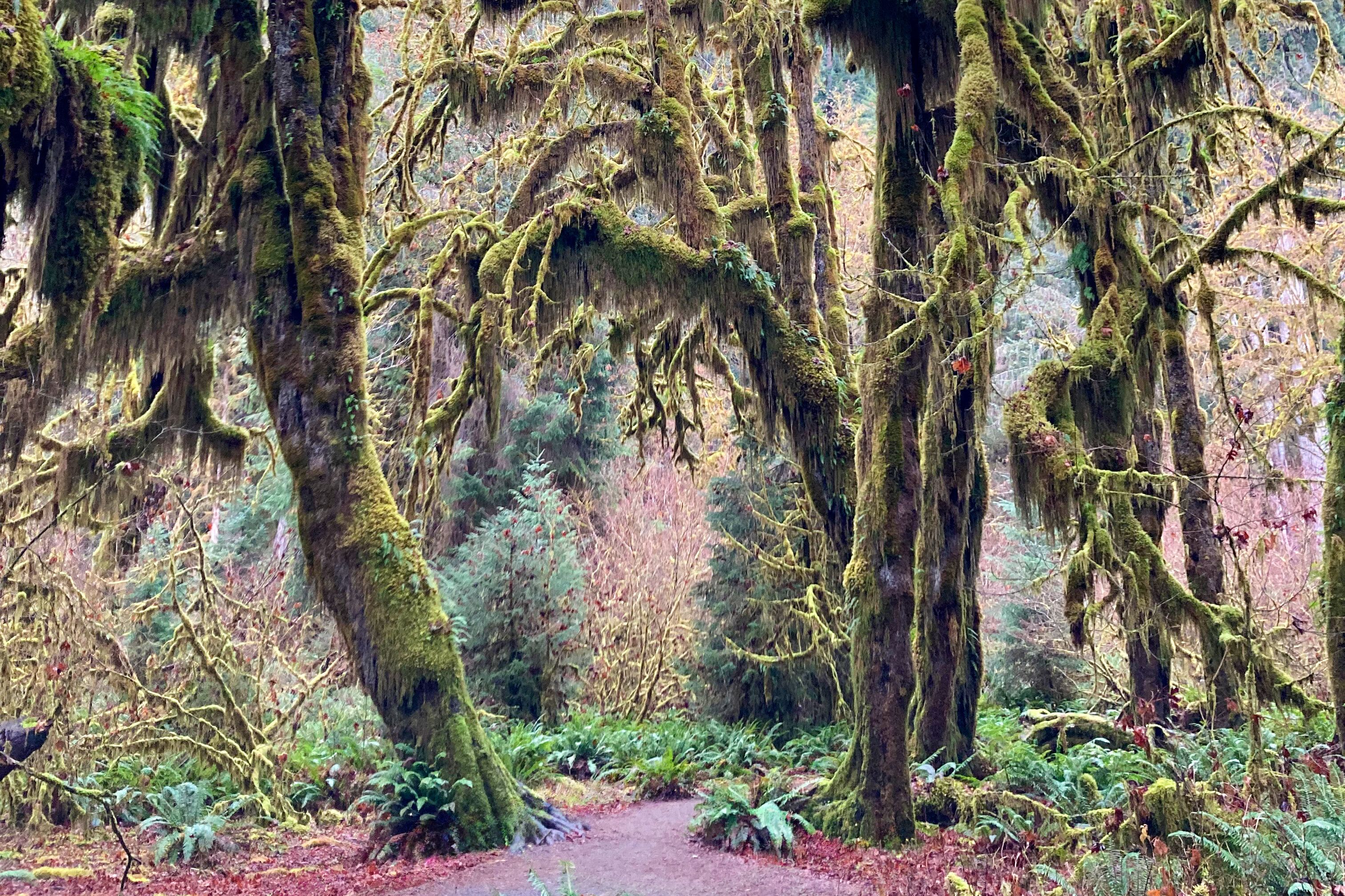 Der verwunschene Hoh Rain Forest