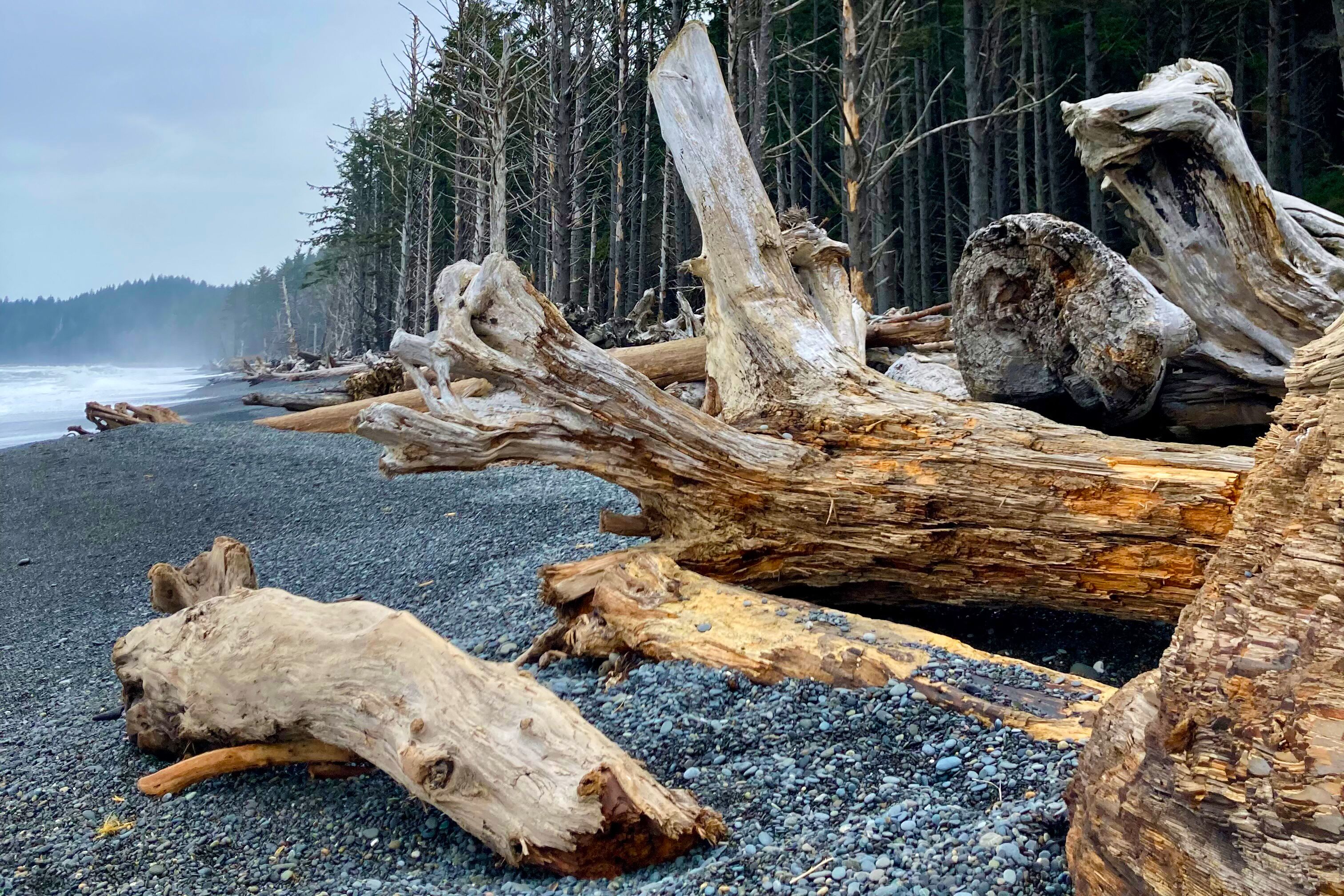Treibholz am Rialto Beach