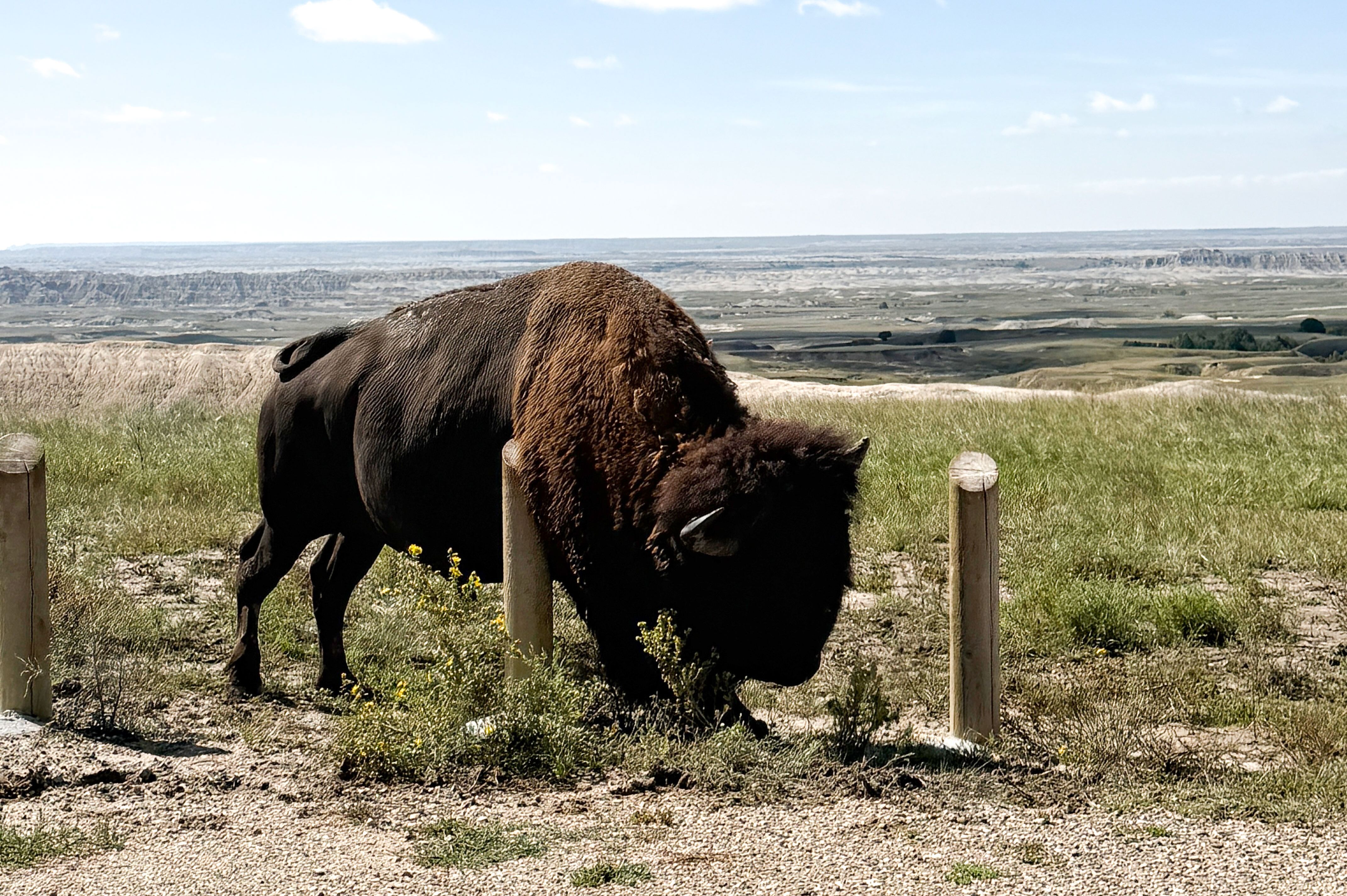 Bison grast im Mount Rushmore National Memorial