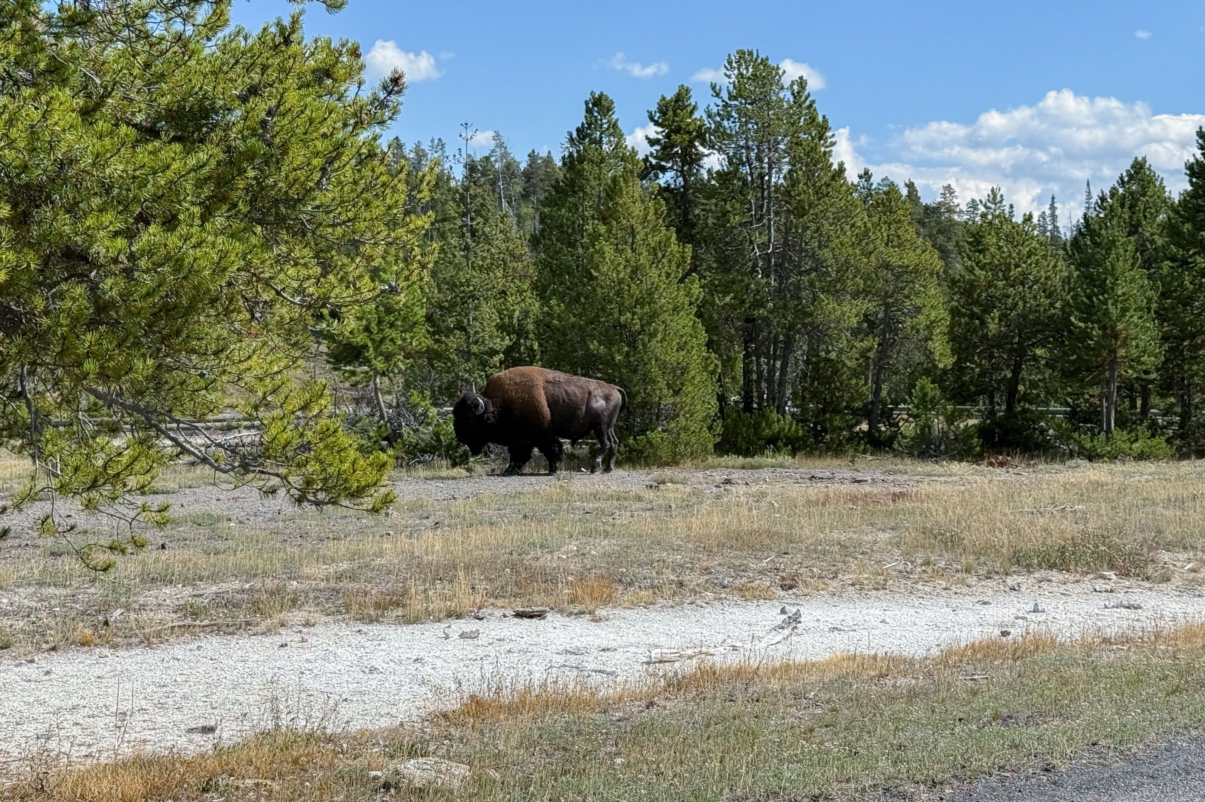 Bison in freier Wildbahn nähe Morning Glory Pool im Yellowstone Nationalpark