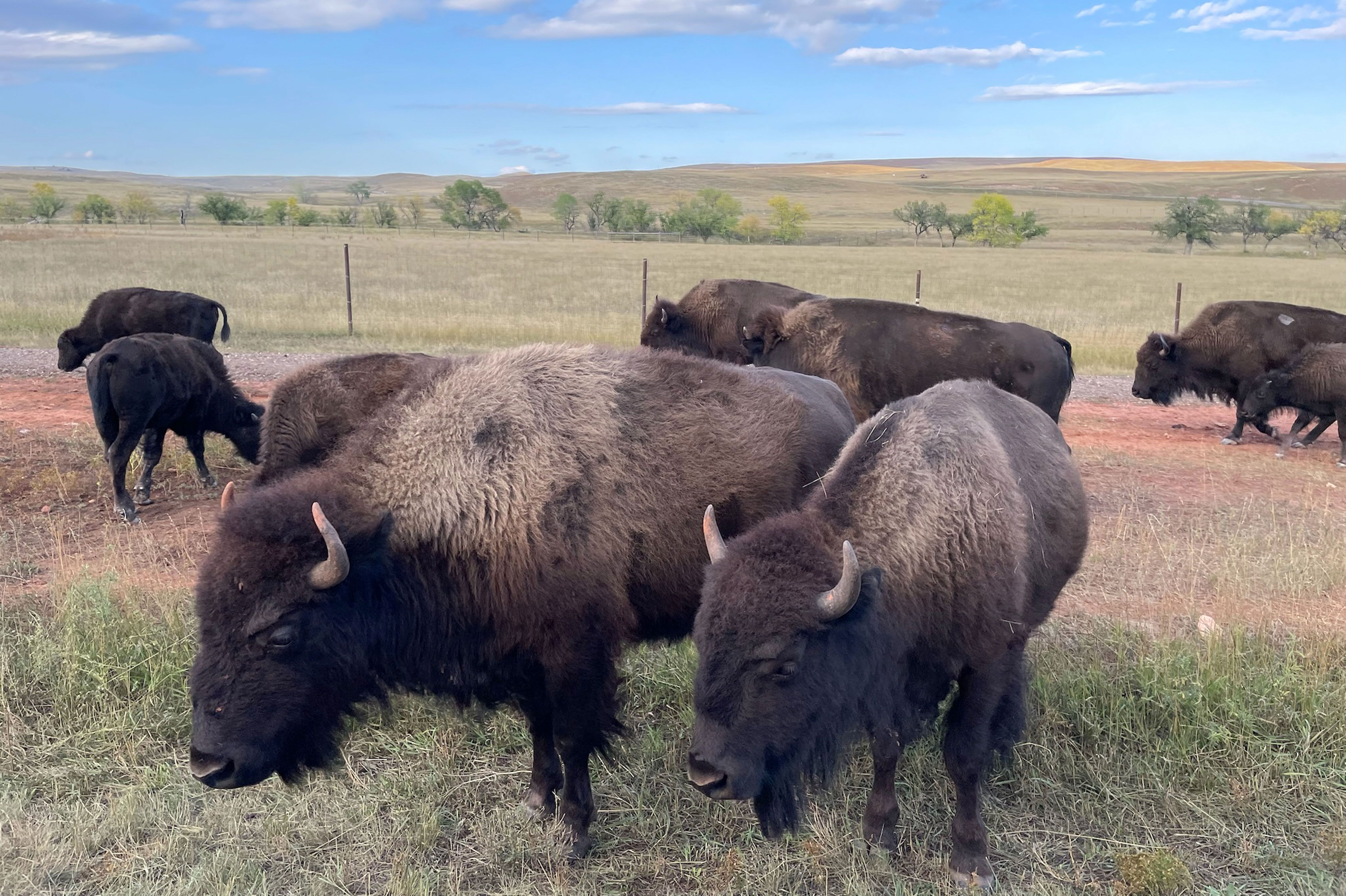 Bisons im Custer State Park erleben