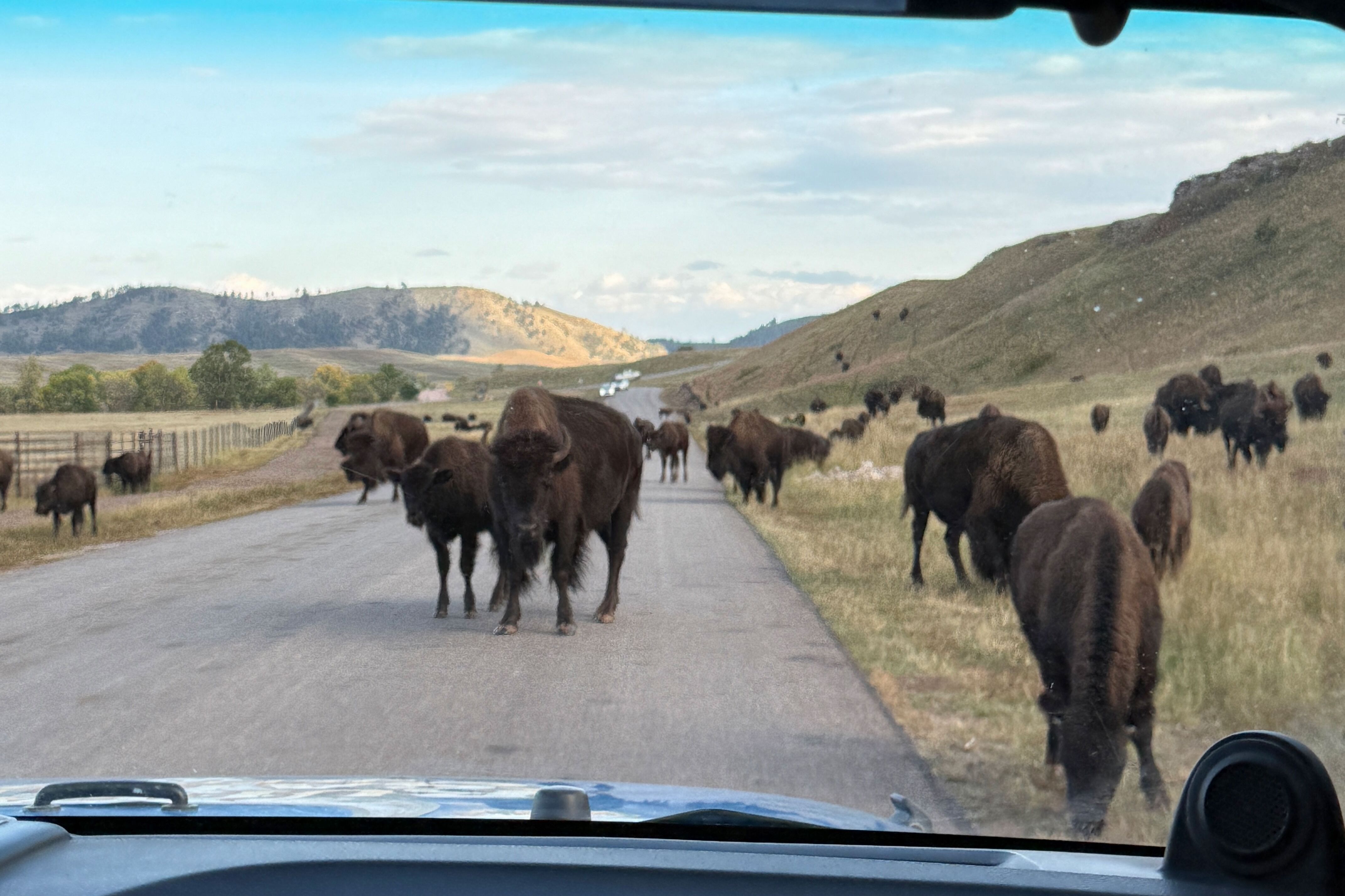 Bisons auf der Straße erleben im Custer State Park