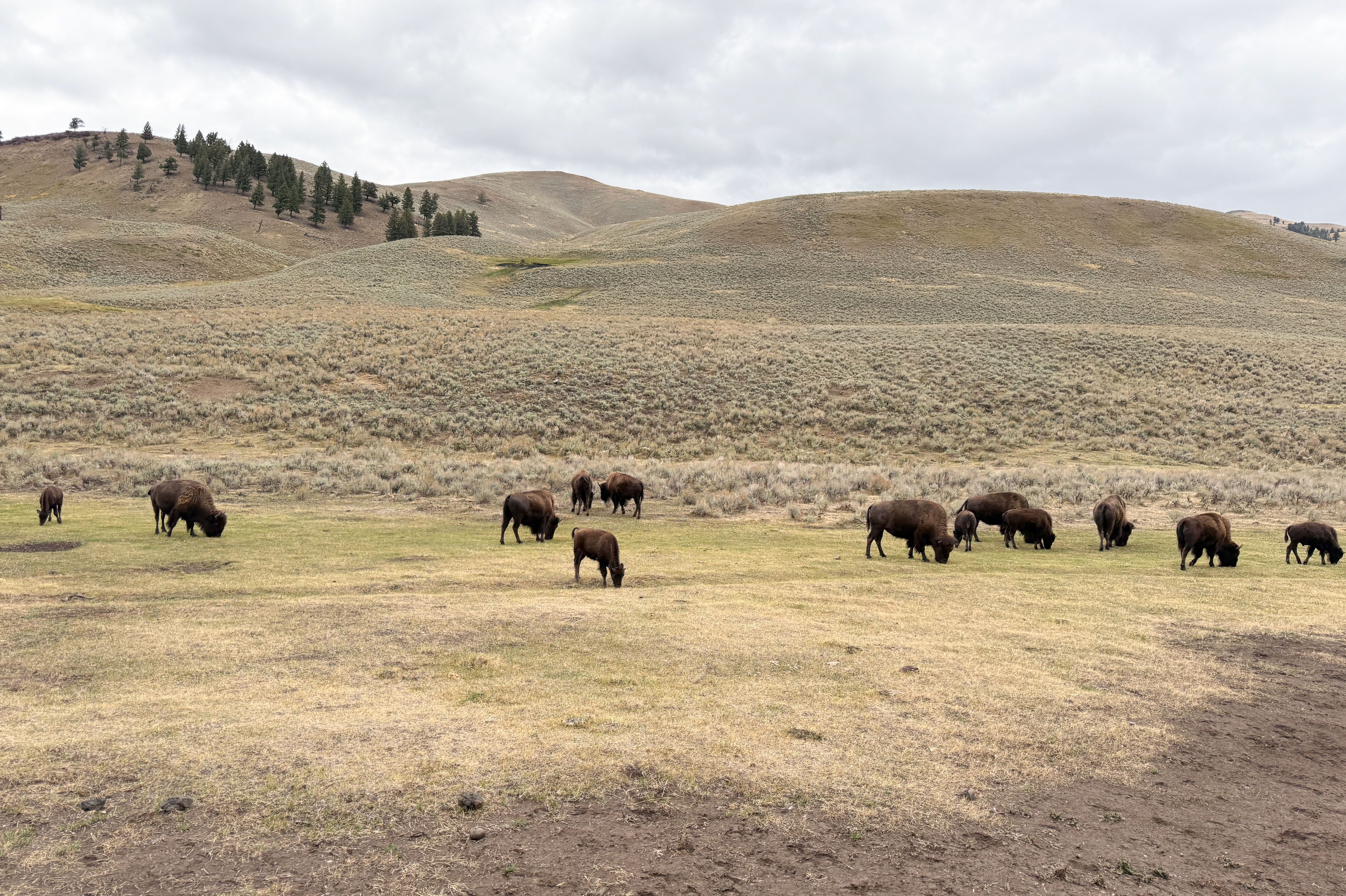 Bisons grasen im Yellowstone Nationalpark