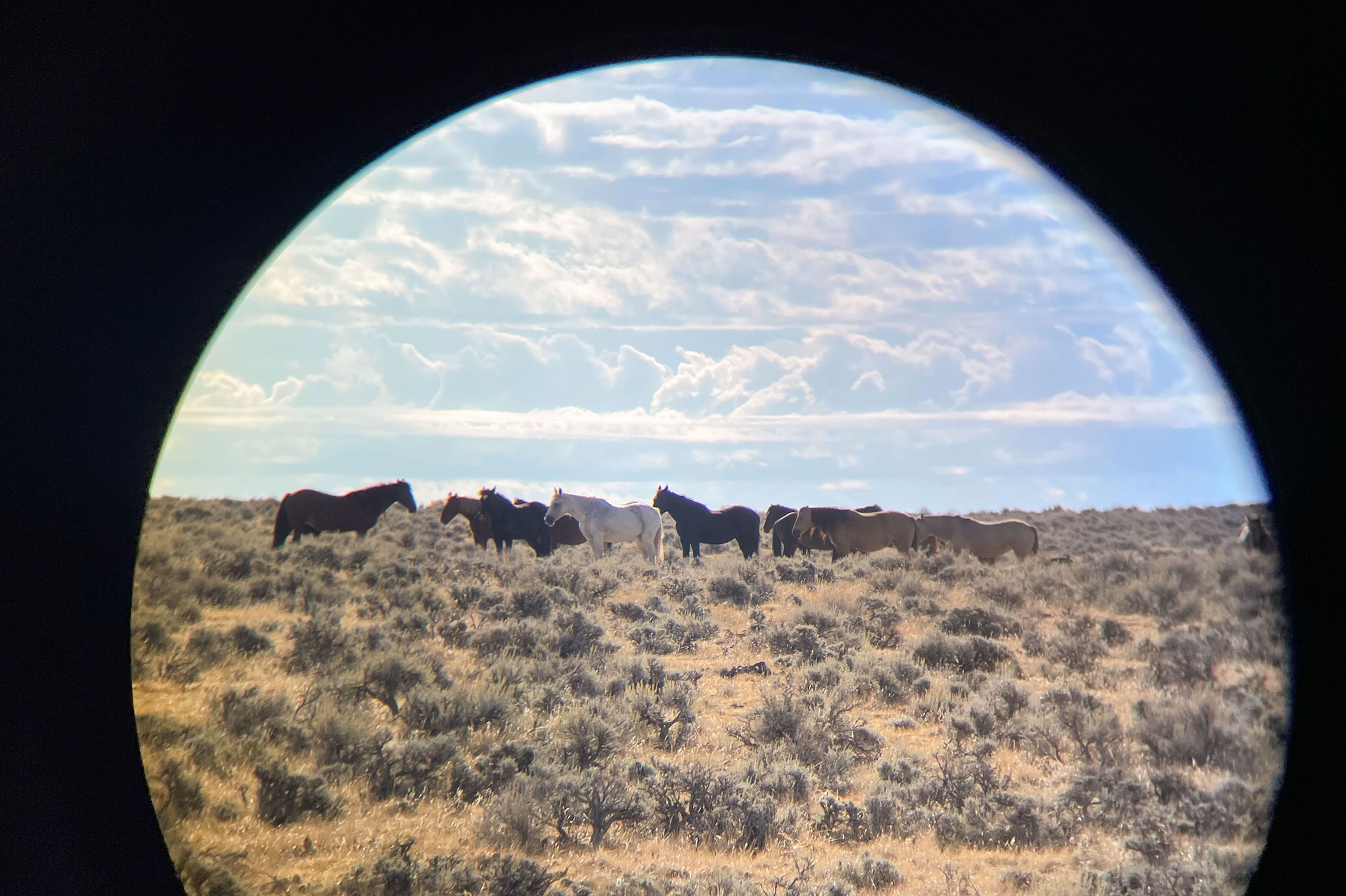 Blick durch ein Fernglas bei der Wild Mustang Tour in Cody in Wyoming
