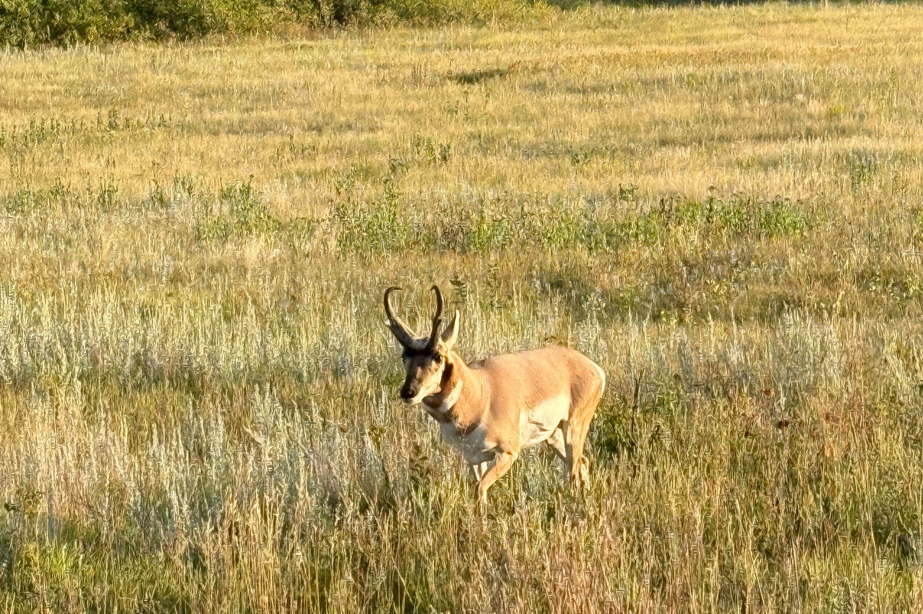 Gabelbock im Custer State Park Gabelbock im Custer State Park