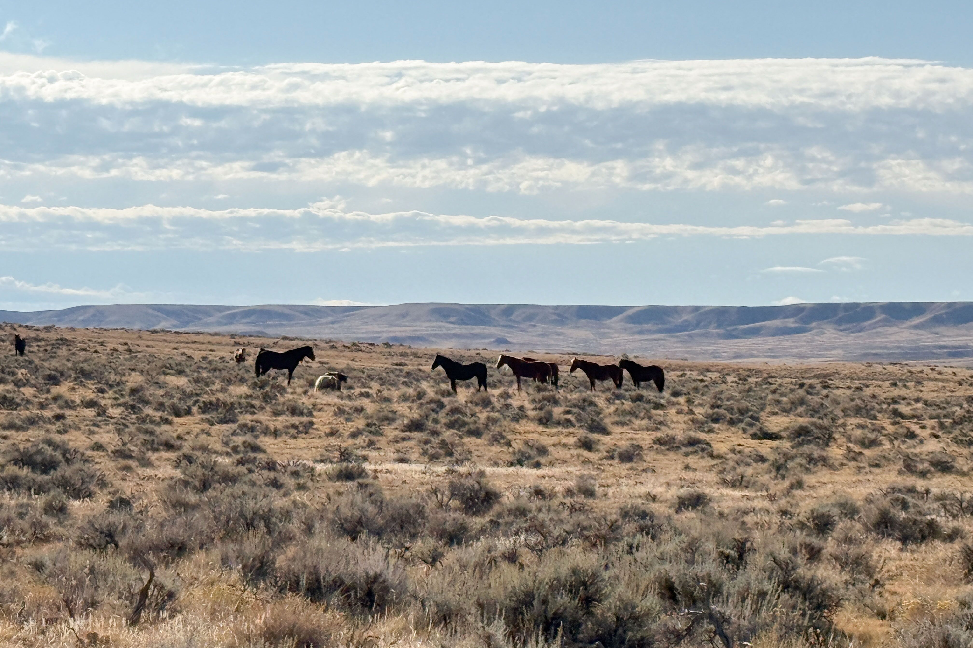 Landschaft und Pferde in Cody, Wyoming