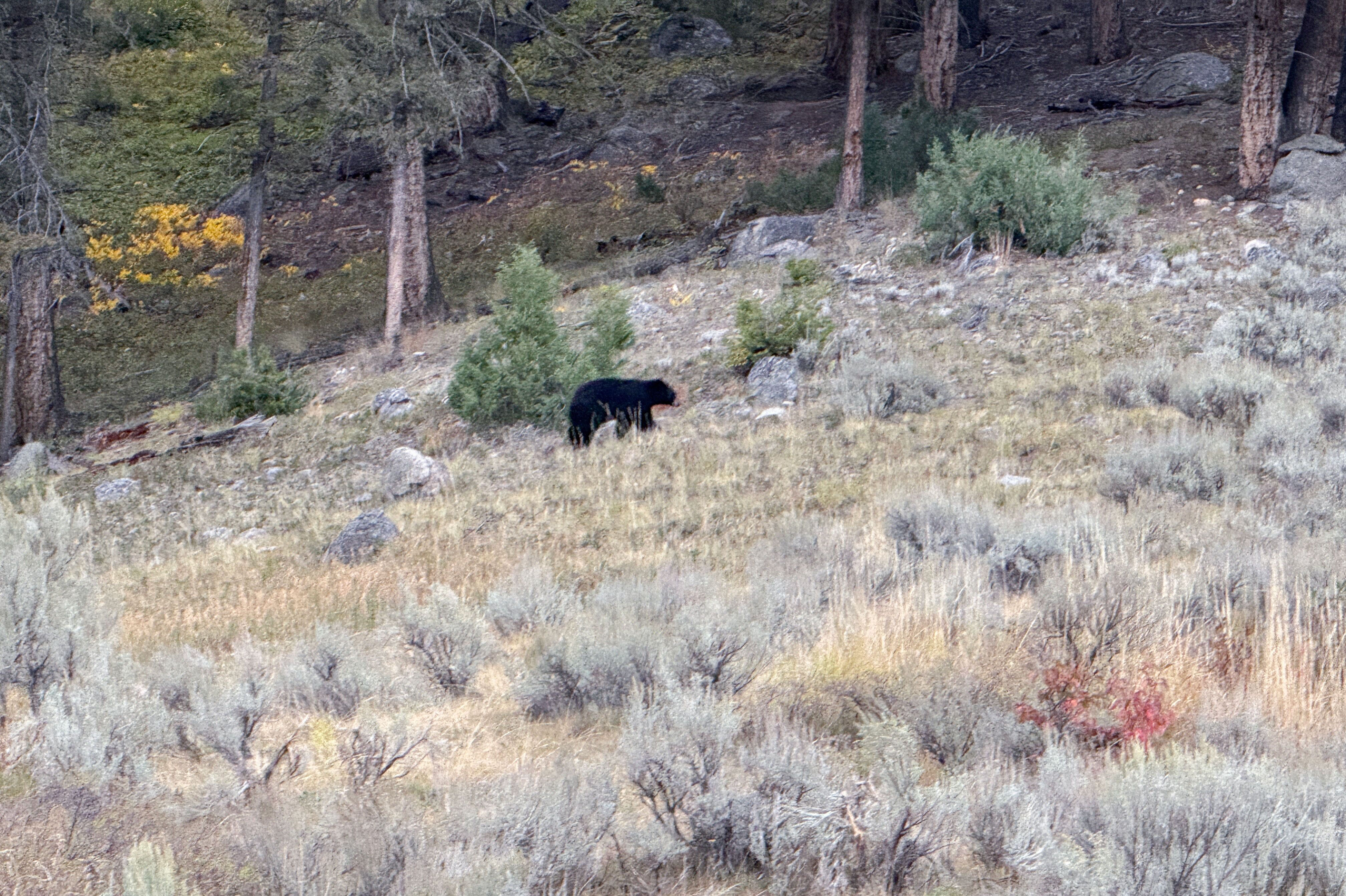 Schwarzbären in freier Wildbahn im Yellowstone Nationalpark erleben