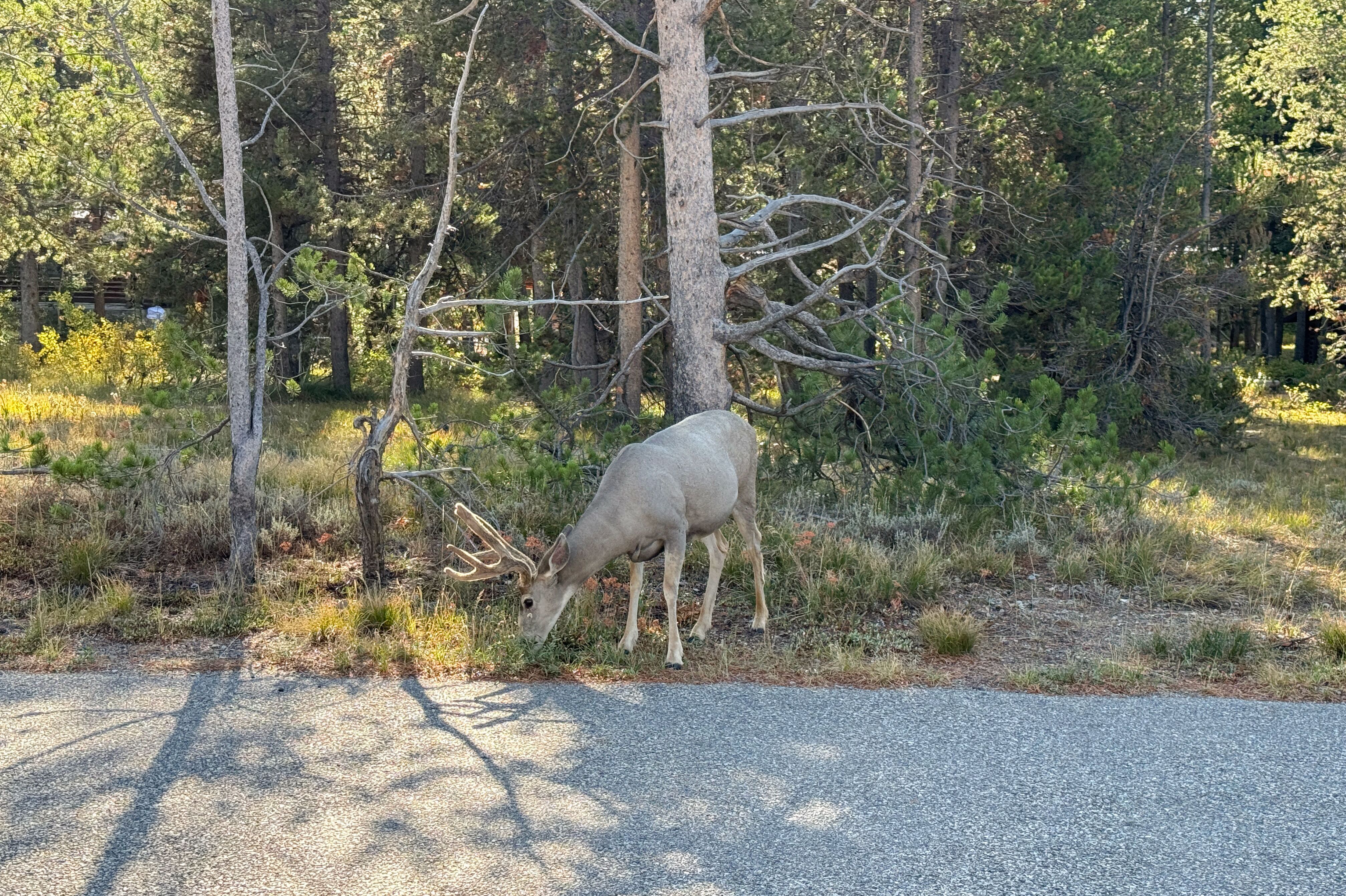 Tiere in freier Wildbahn im Grand Teton National Park entdecken
