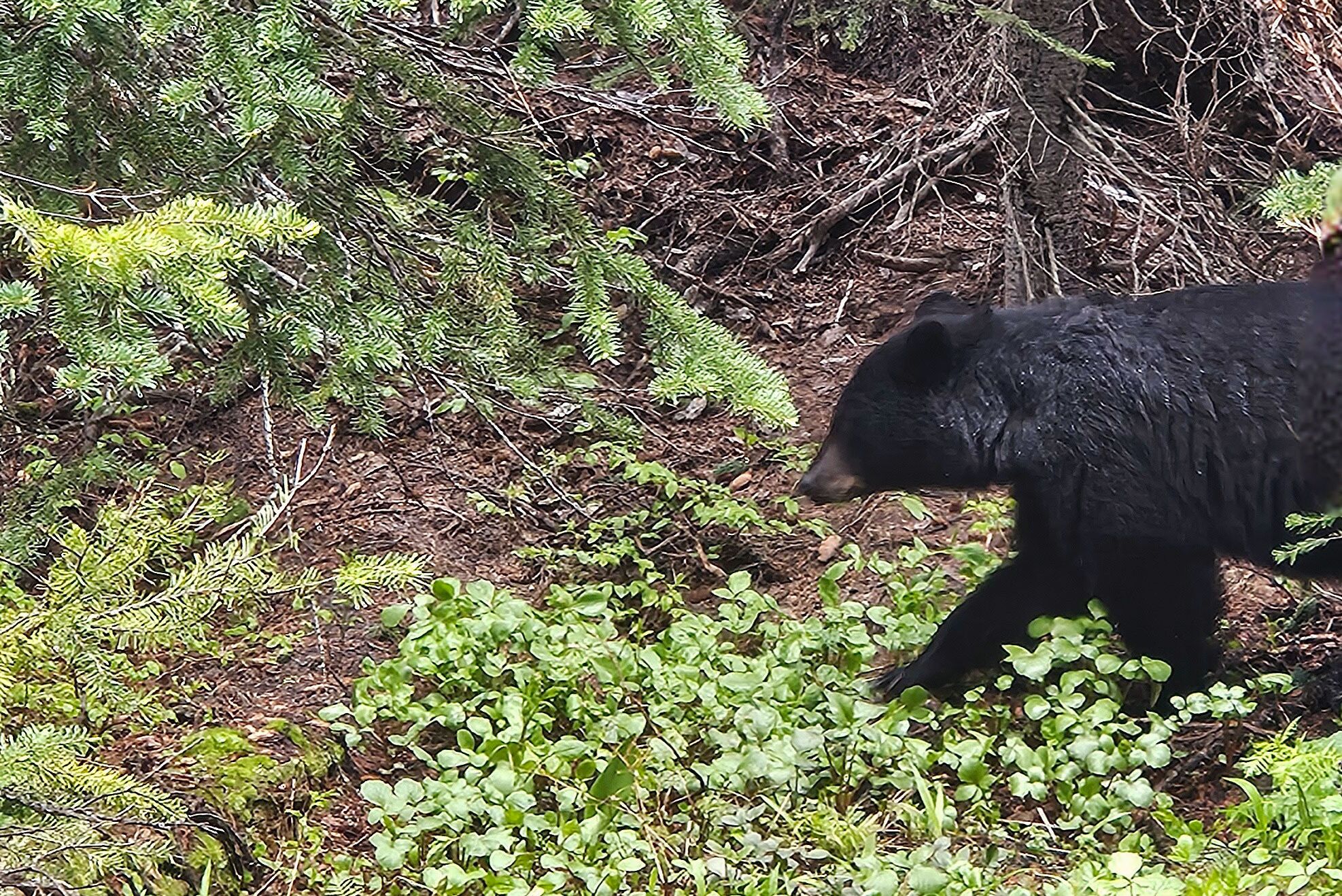 Bär gesichtet bei einer Wanderung zum Yoho Lake in Westkanada