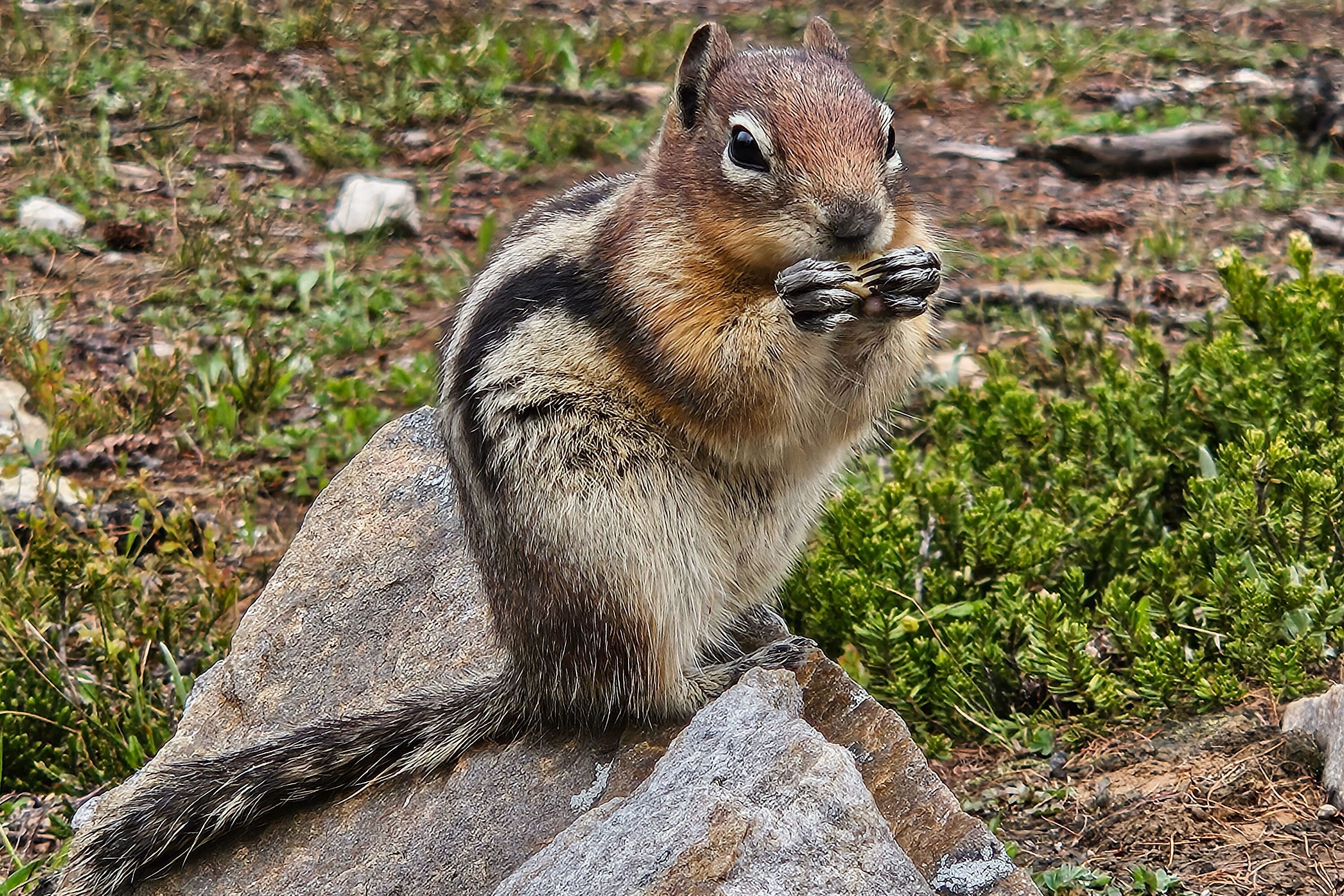 Süßes Eichhörnchen auf dem Big Beehive in Alberta