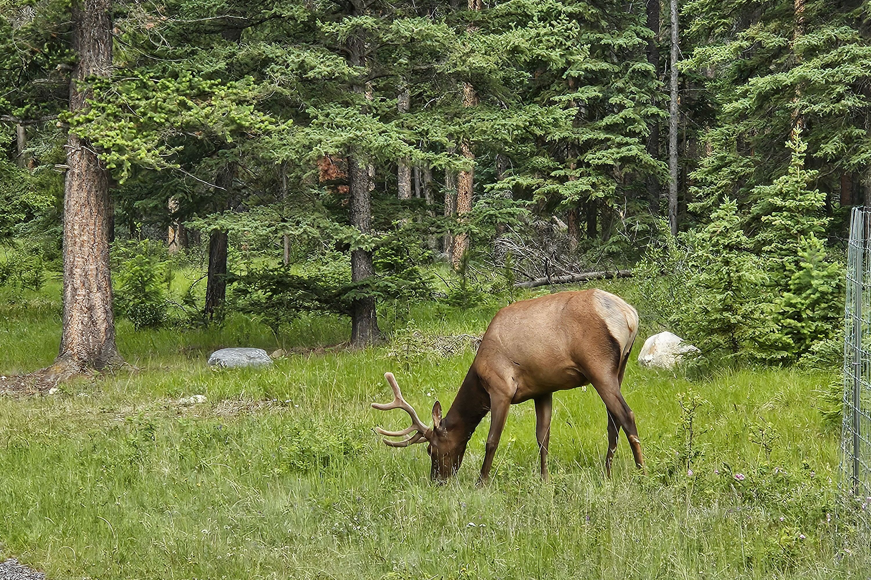 Hirsch am Tunnel Mountain Campground in Banff