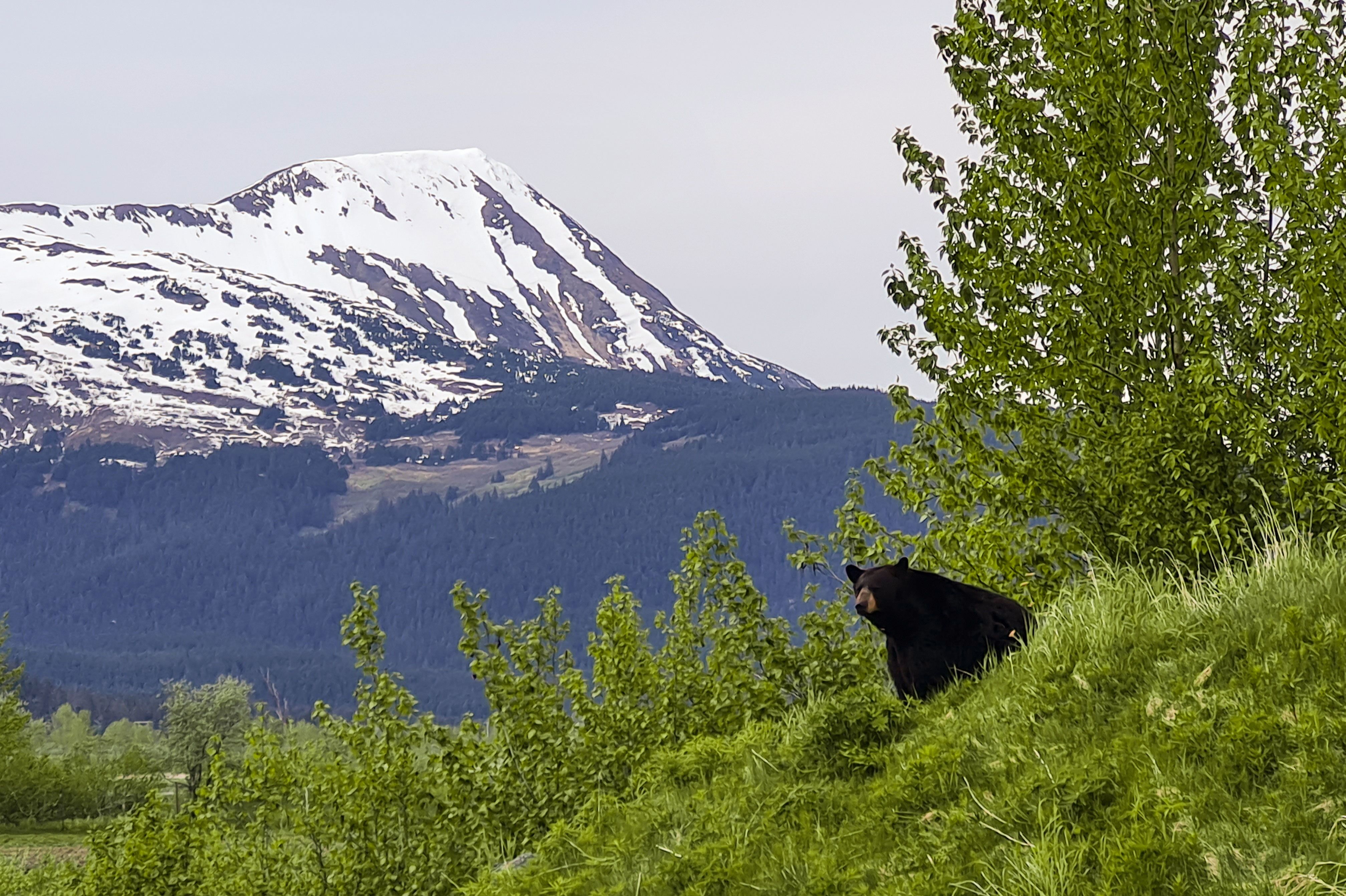 Bär in Berglandschaft von Alaska