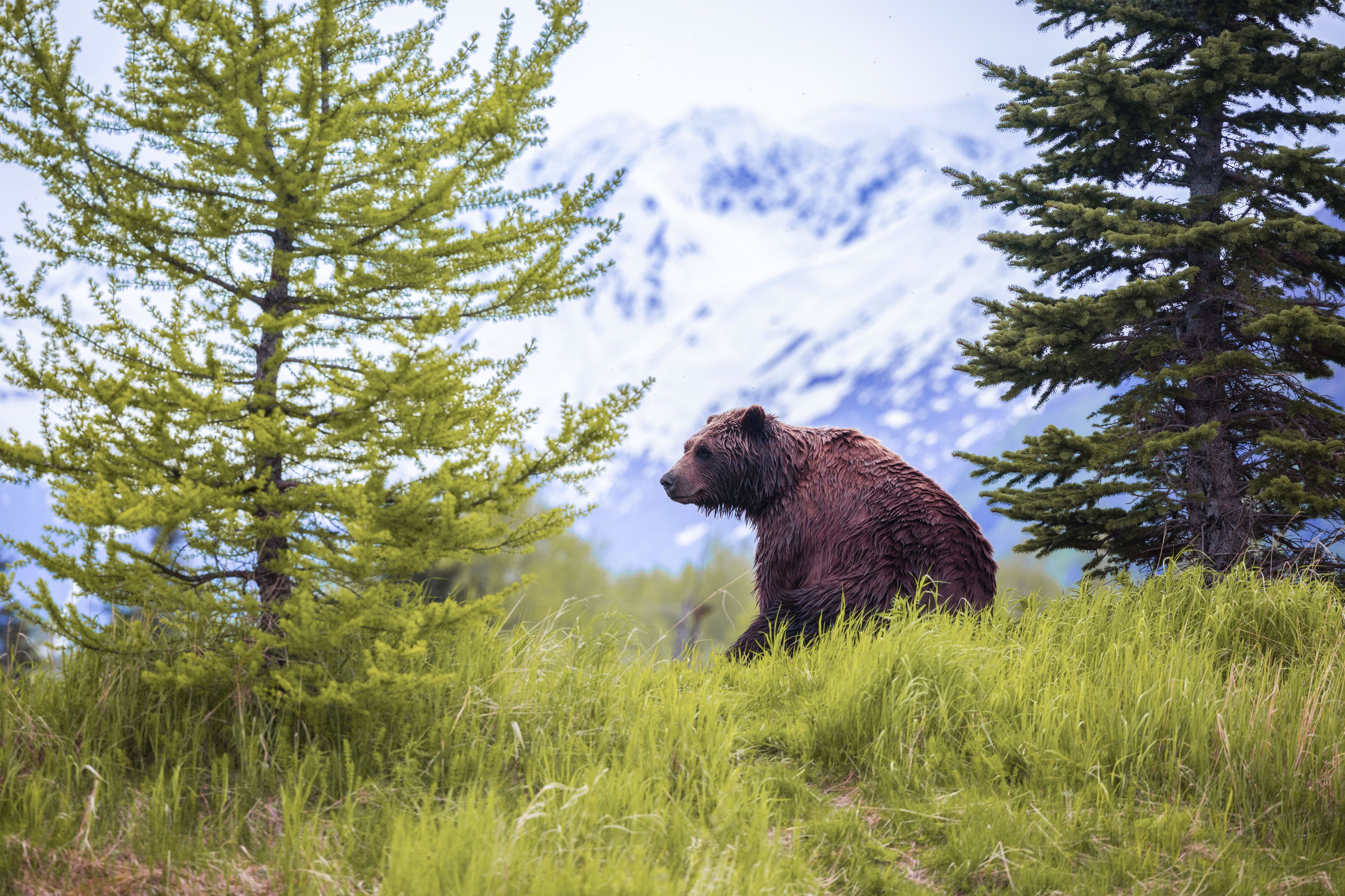 Bär sitzt in der Natur Alaskas