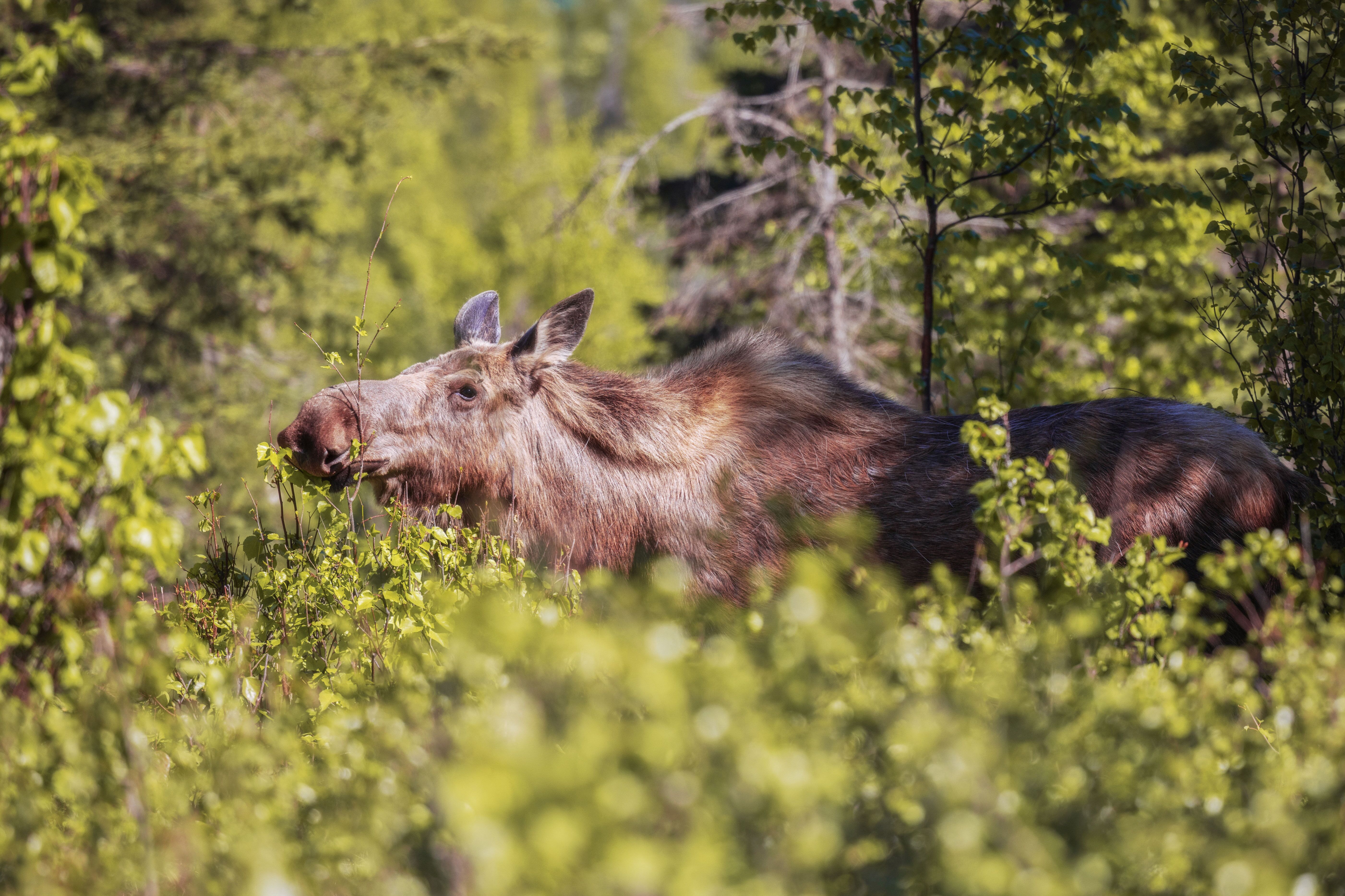 Elch in der Natur Alaskas