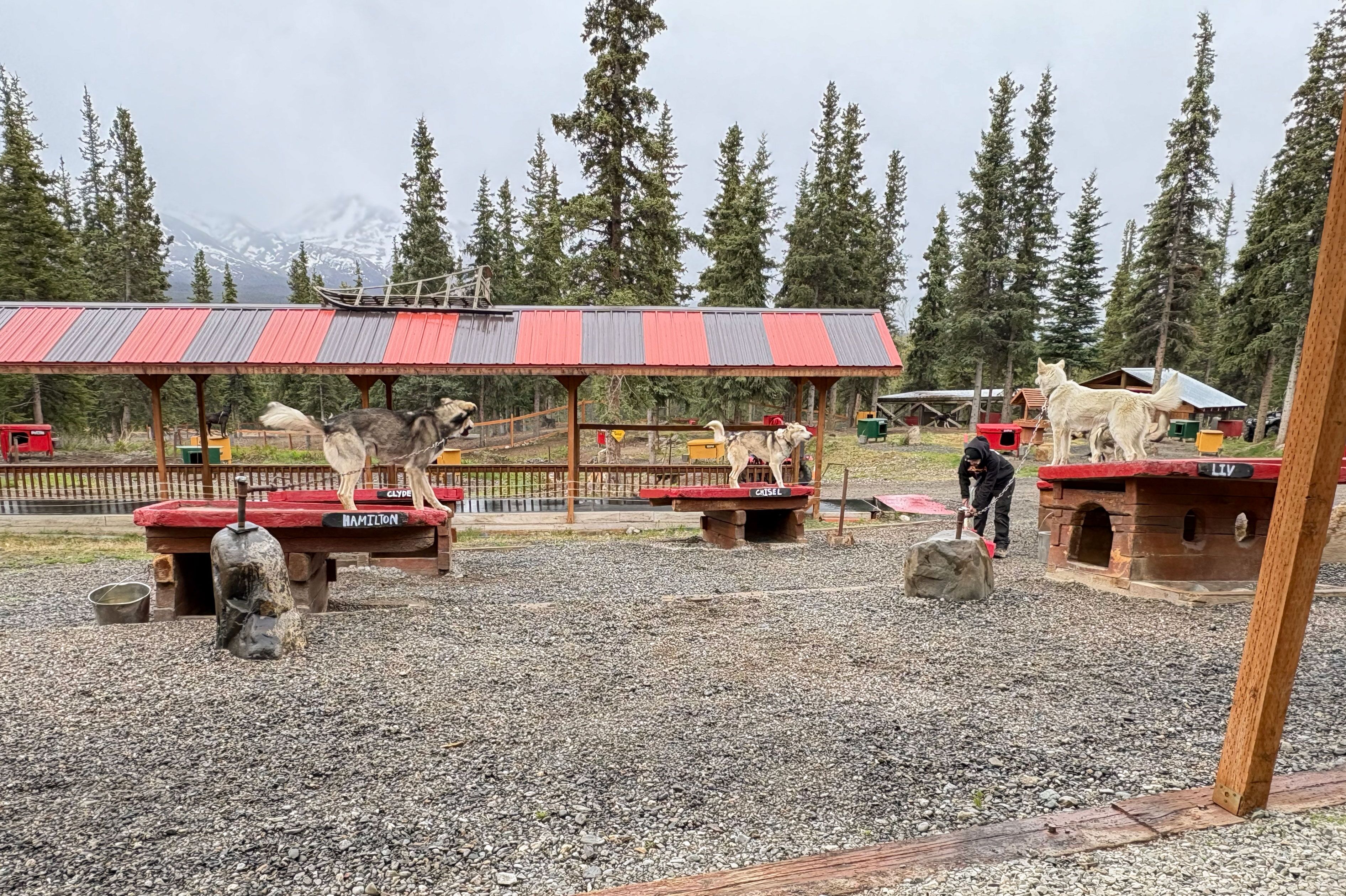 Sehenswürdigkeit Husky Homestead in Alaska