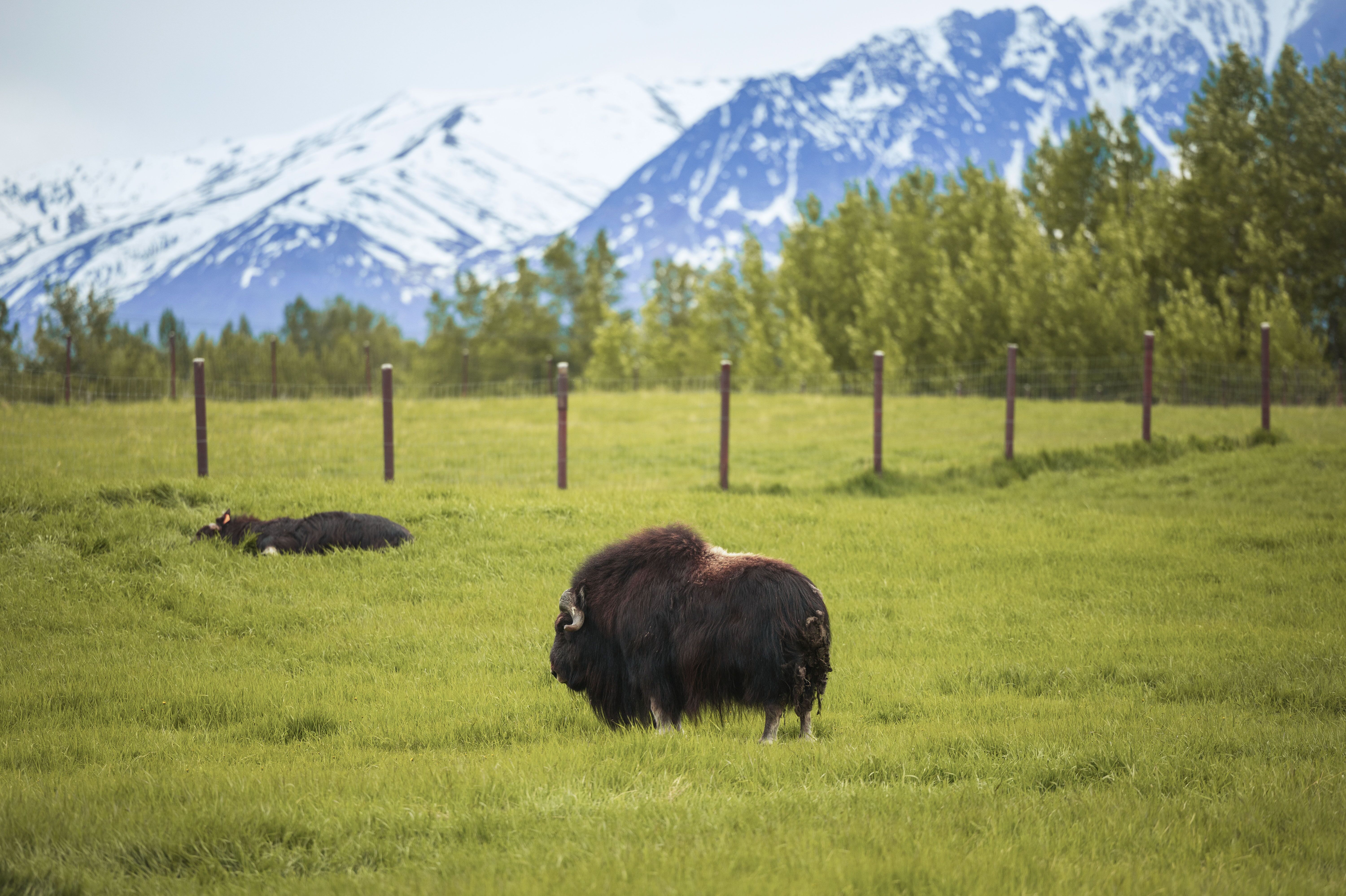 Tiere auf der The Musk Ox Farm in Alaska hautnah erleben