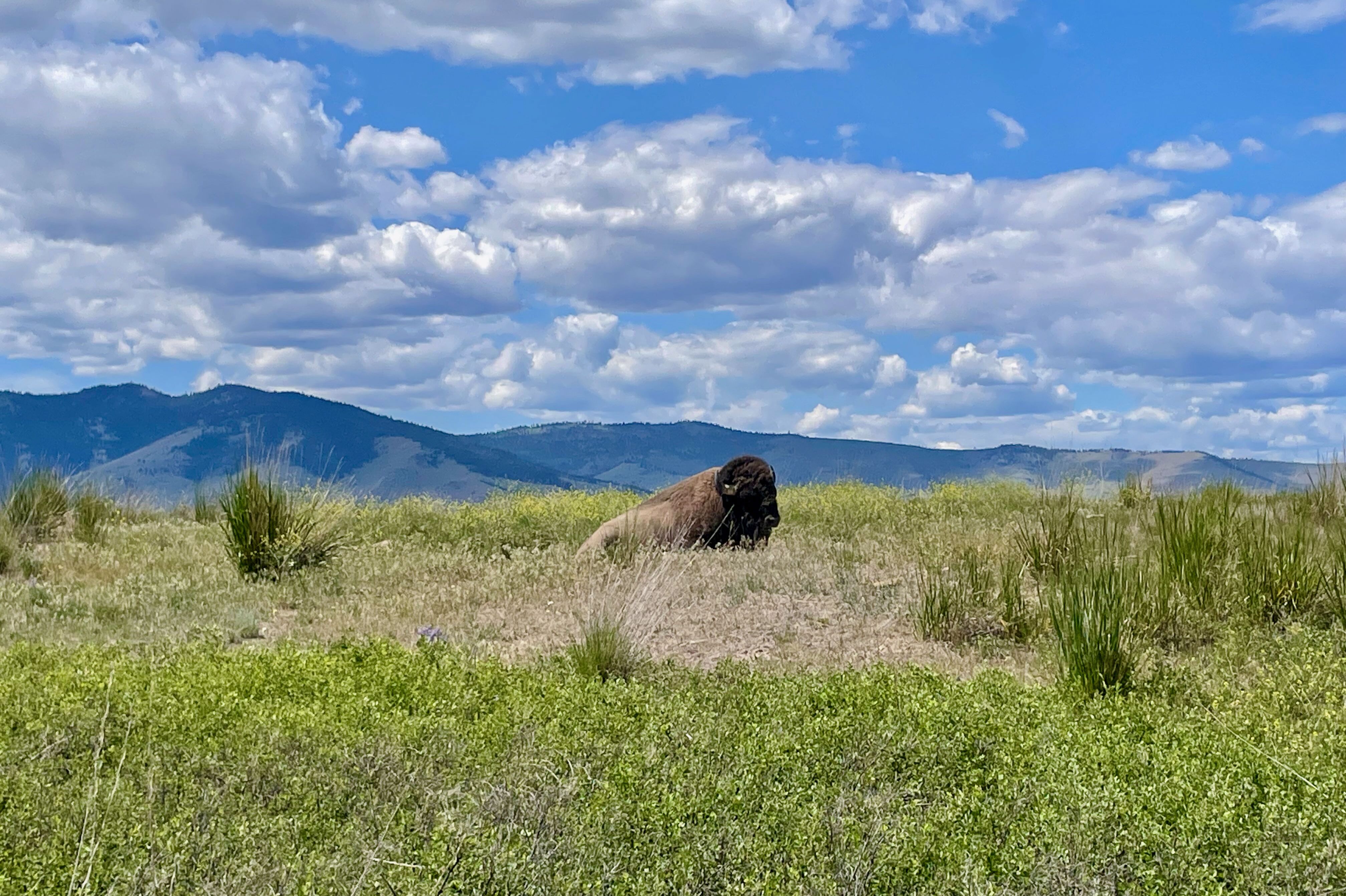 Bison in freier Wildbahn in der CSKT Bison Range